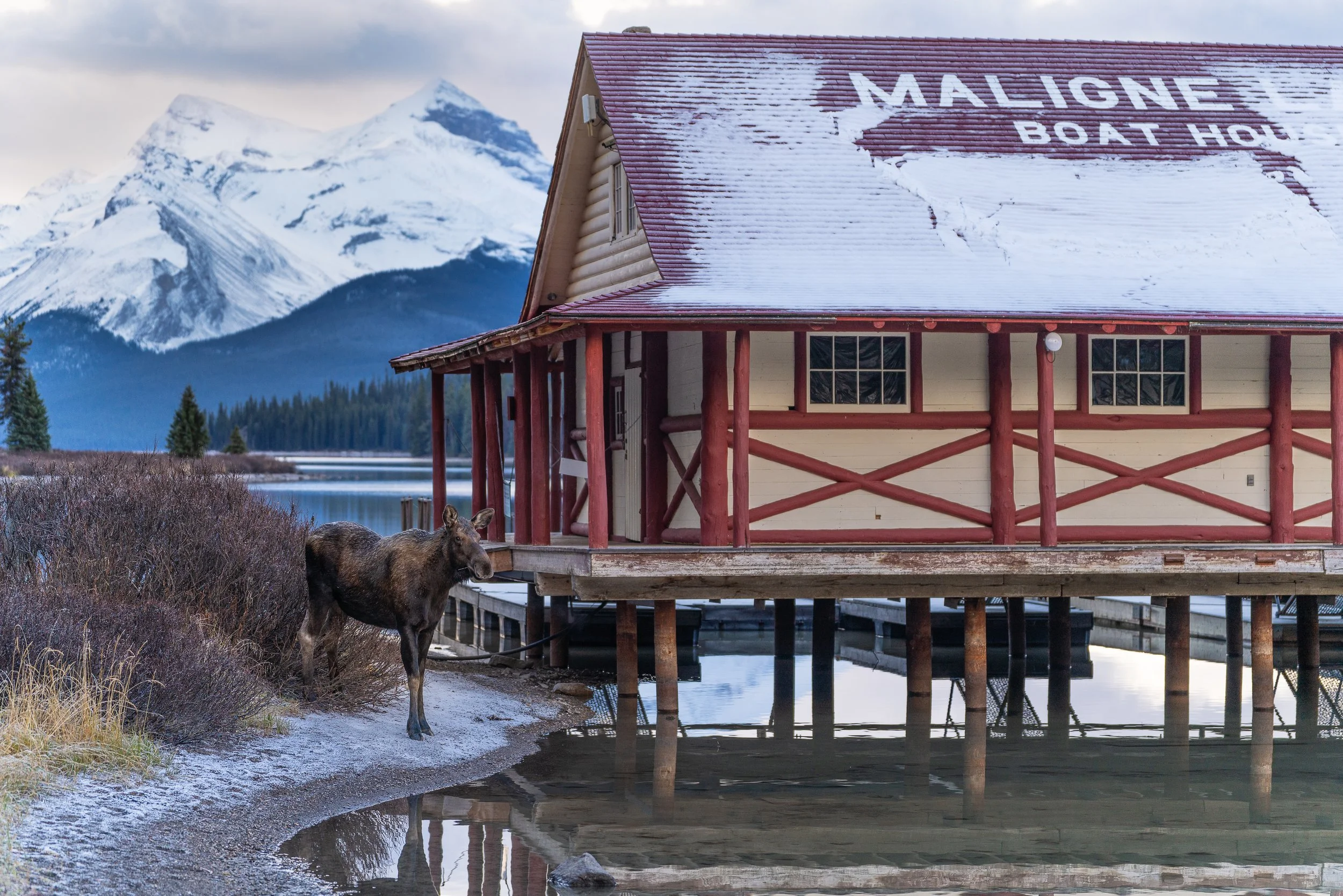 maligne+boat+moose2+ssp(1).jpg