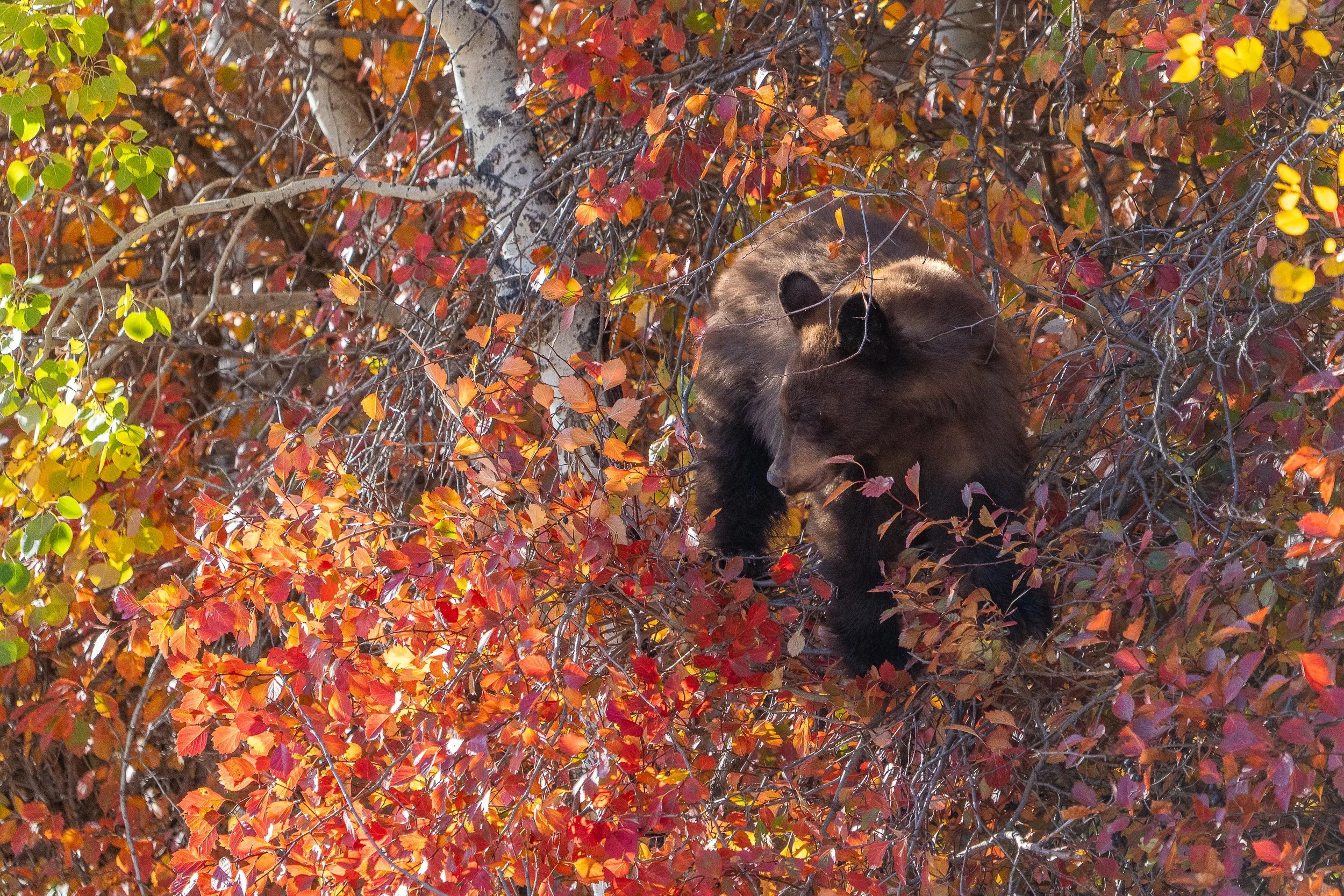color+bear+ssp(1).jpg