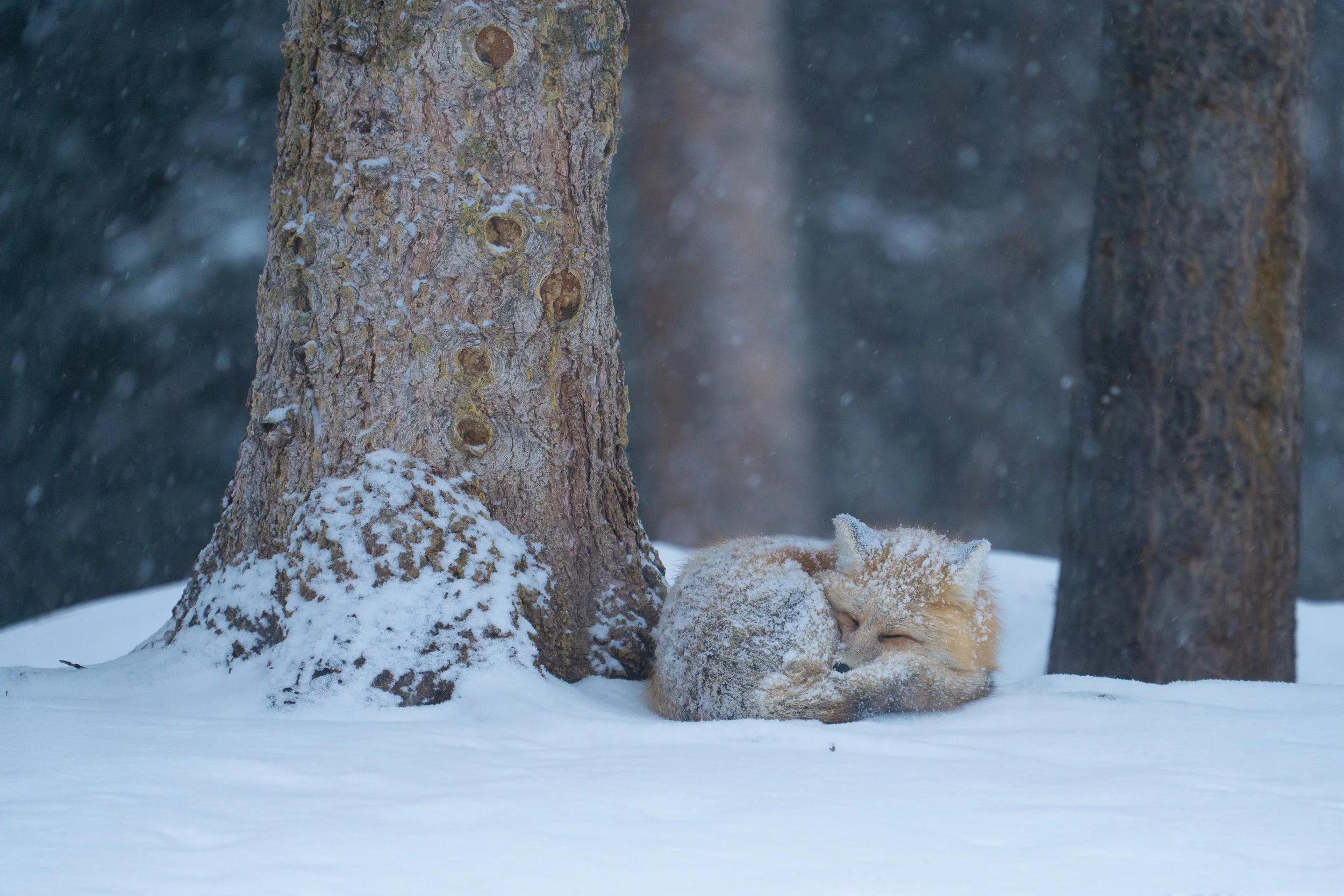 sleeepyfox 2026.jpg