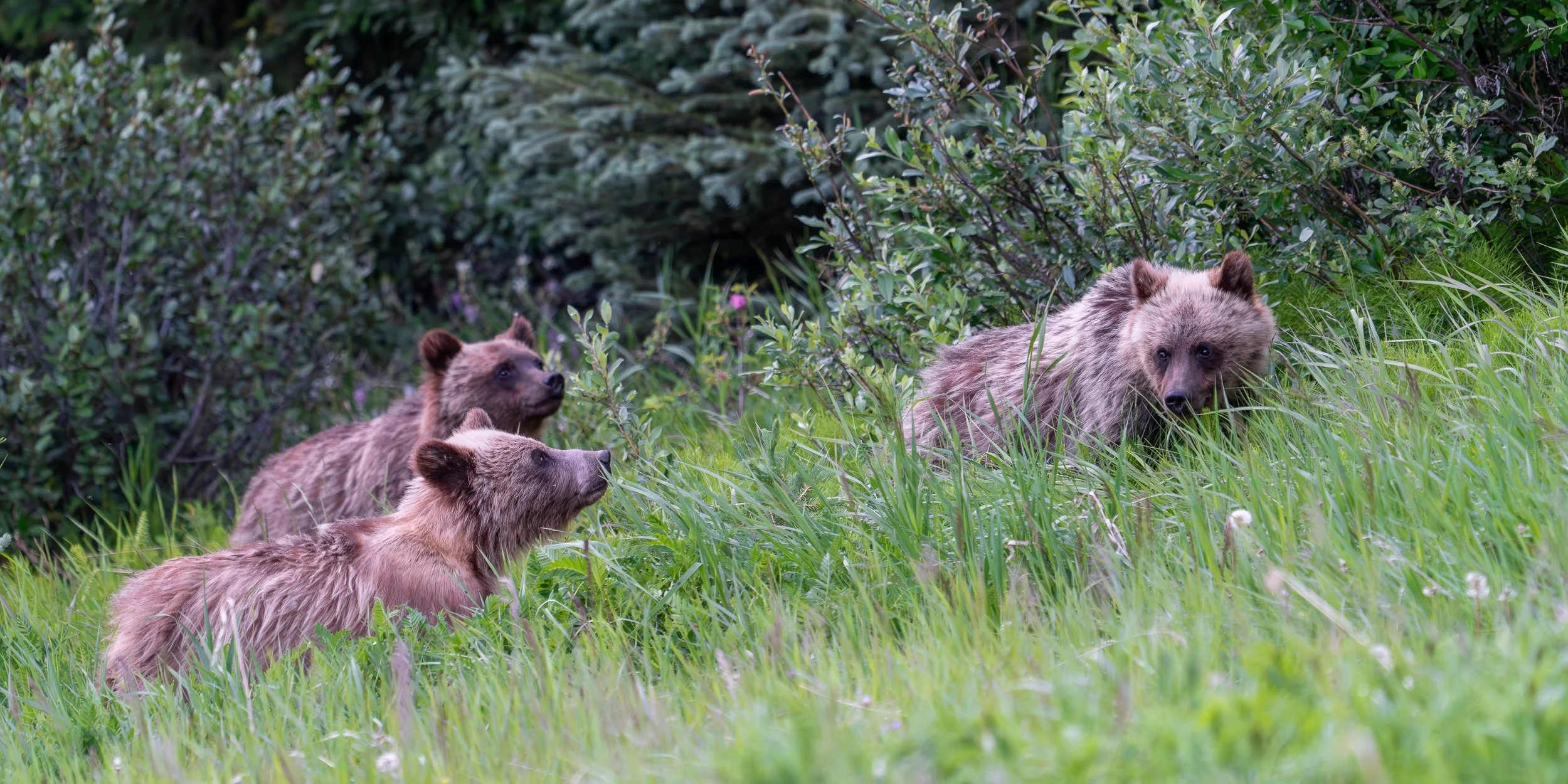 cub+trio+ssp(1).jpg