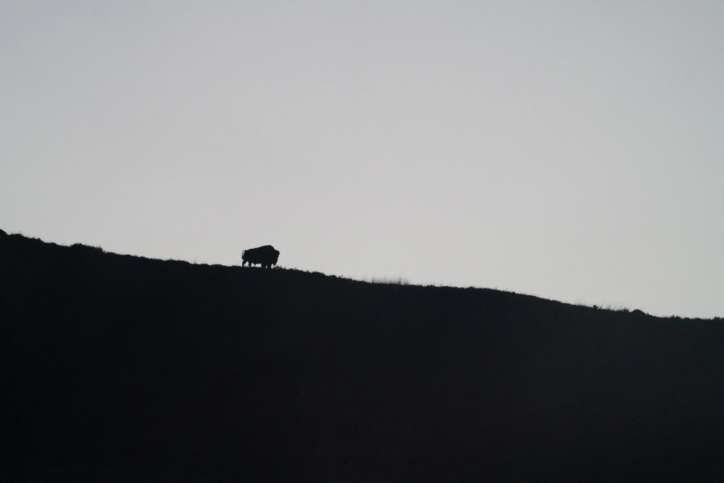 bison+horizon+2+ssp(1).jpg