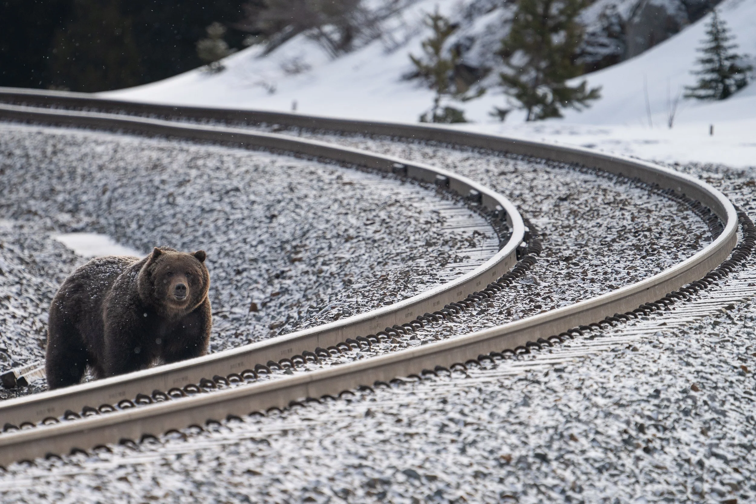 boss+tracks+Sspace(1).jpg