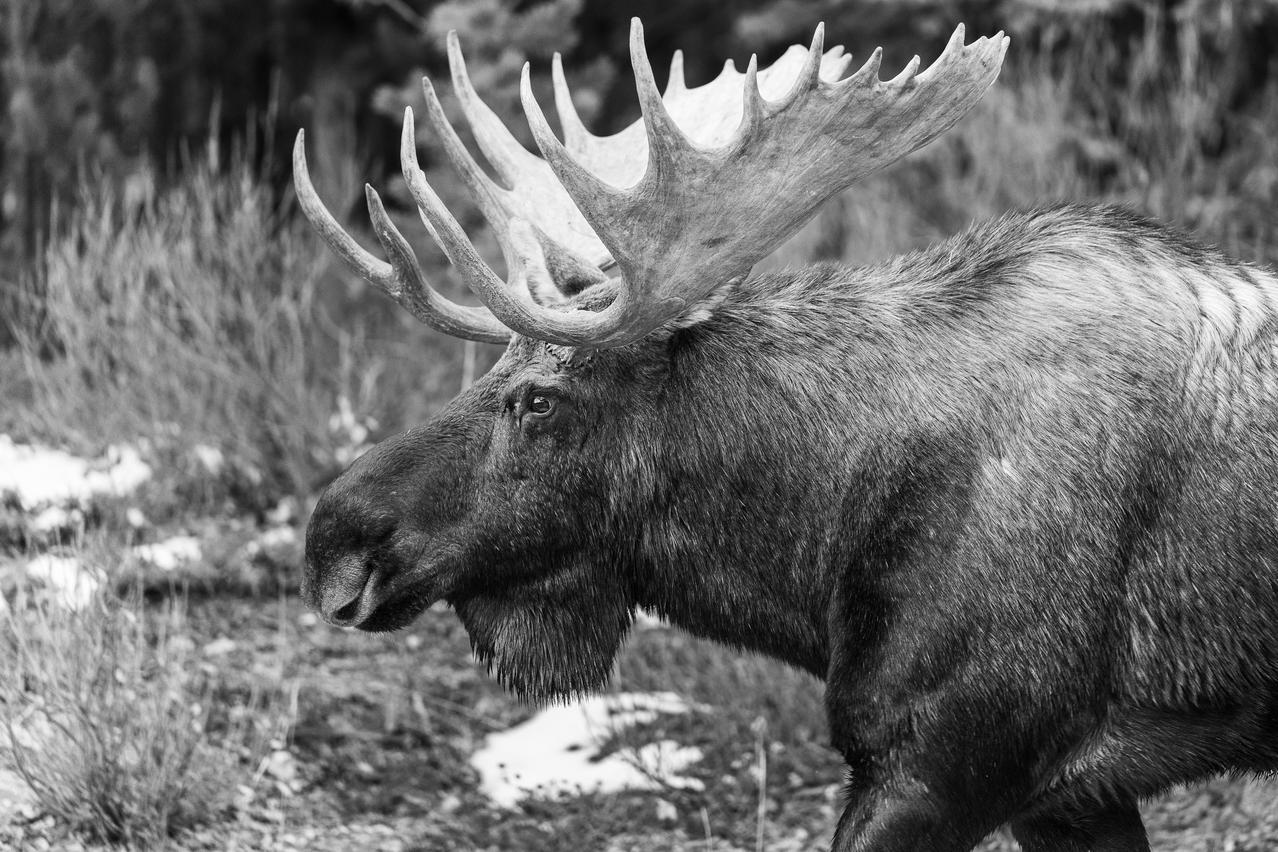 bw+moose+ssp(1).jpg
