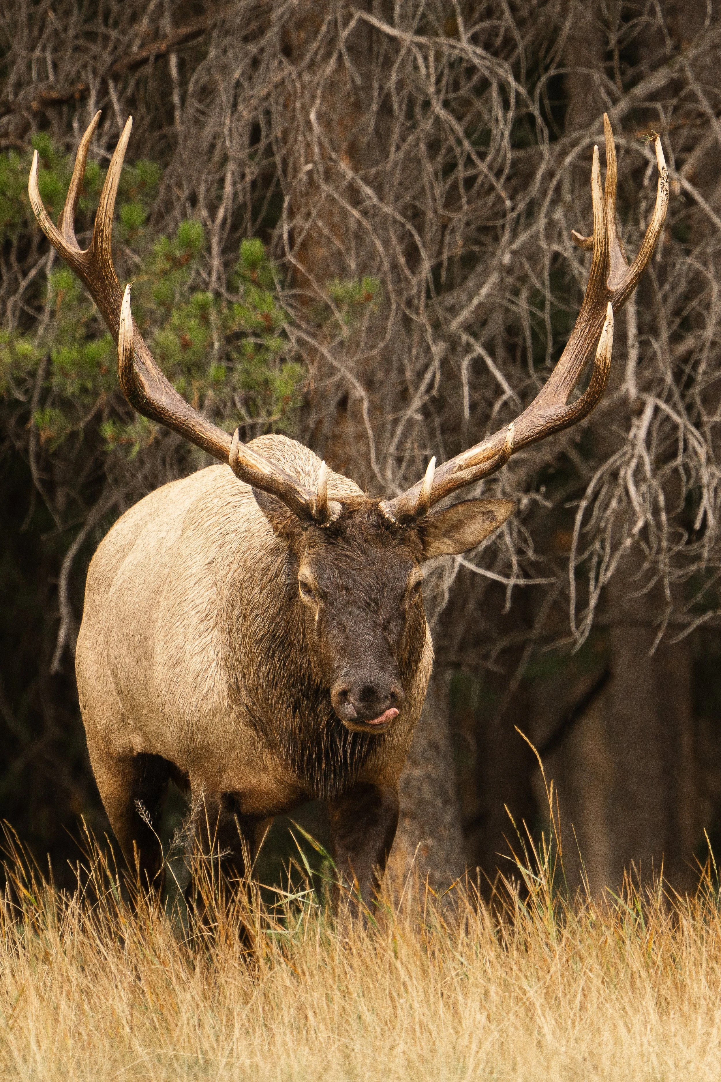 elk+lick+Sspace(1).jpg