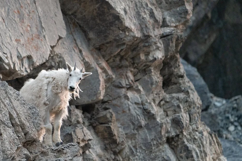 peakagoat+Sspace.jpg