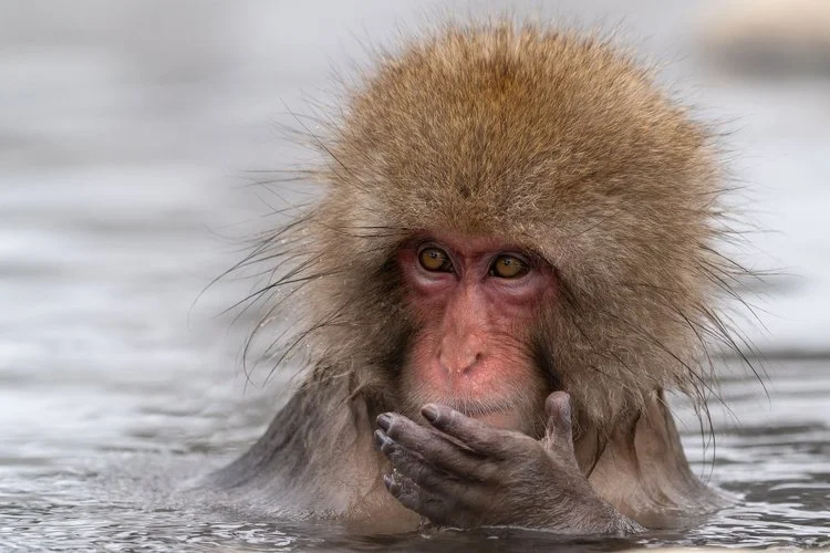 close+monkey+ssp.jpg