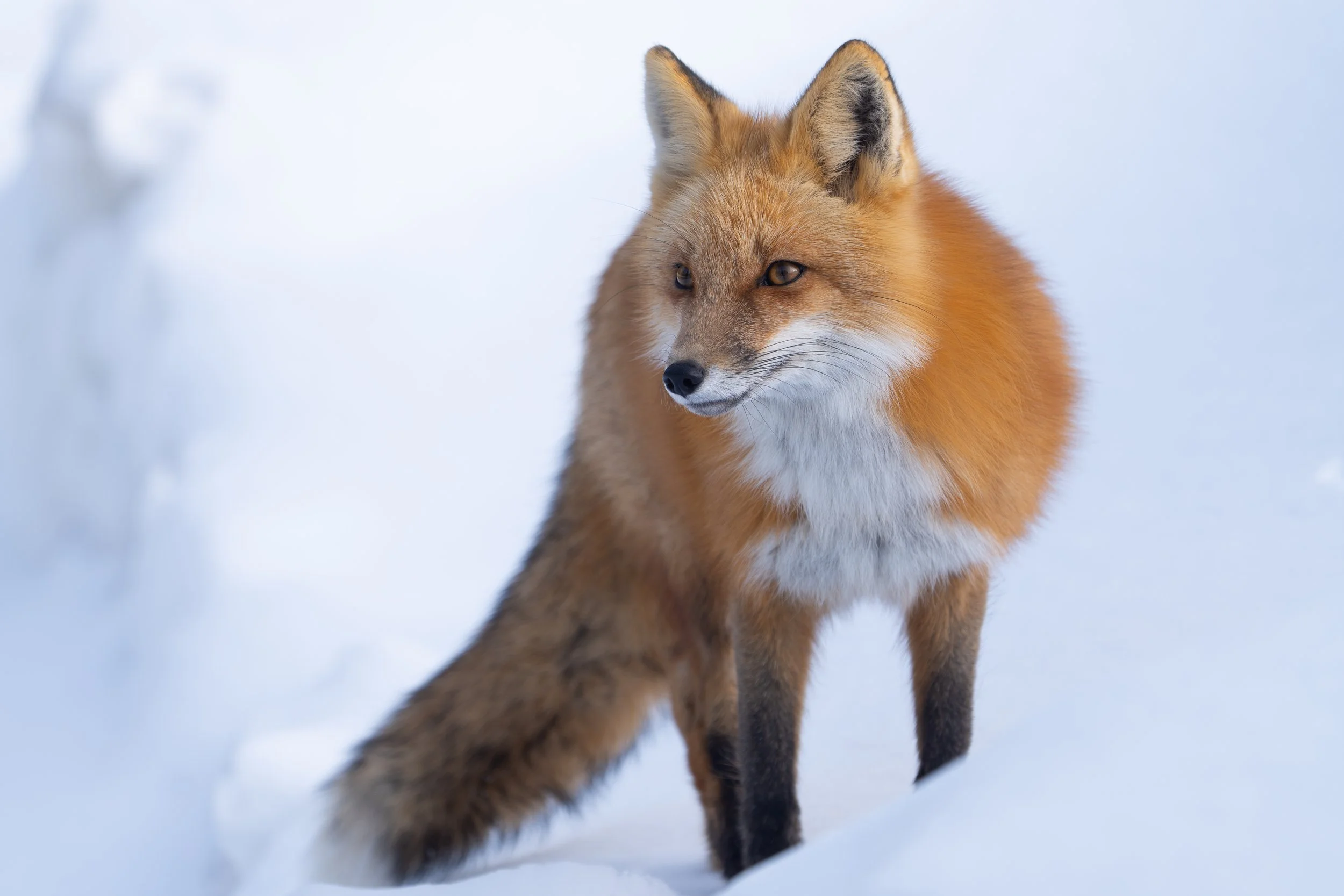 fox light.jpg