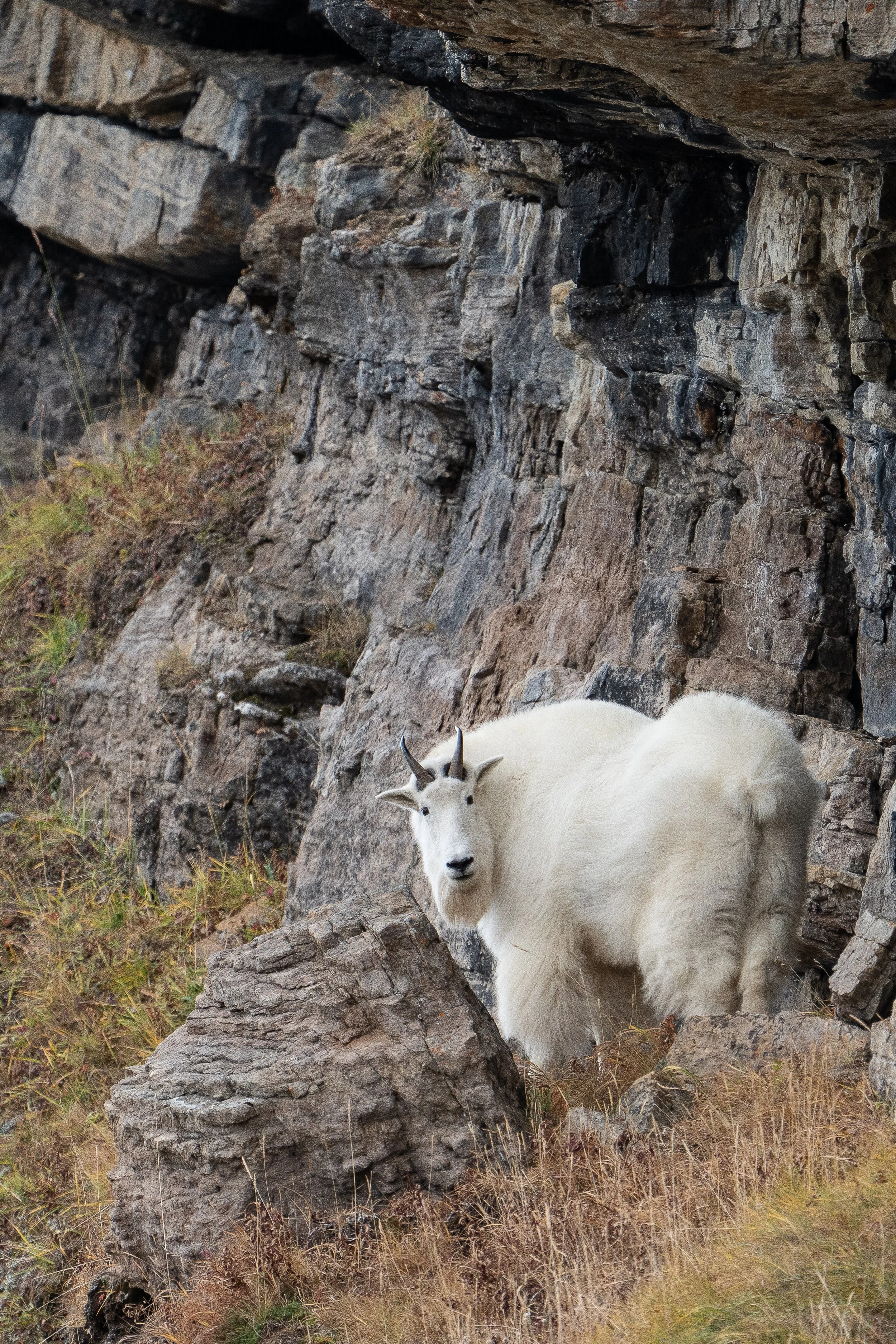 redoubt+goat+ssp(1).jpg
