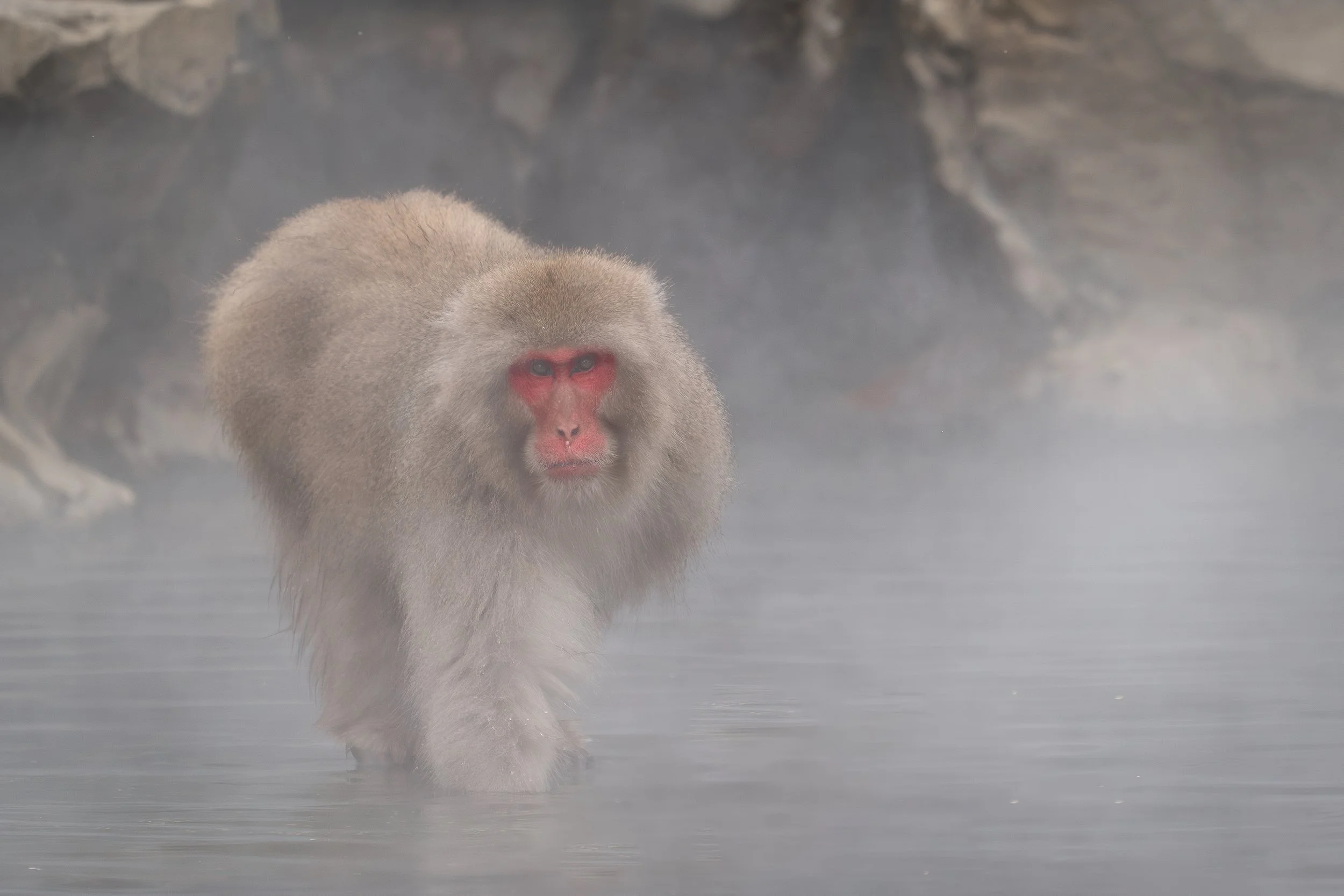 boss+monkey+ssp(1).jpg