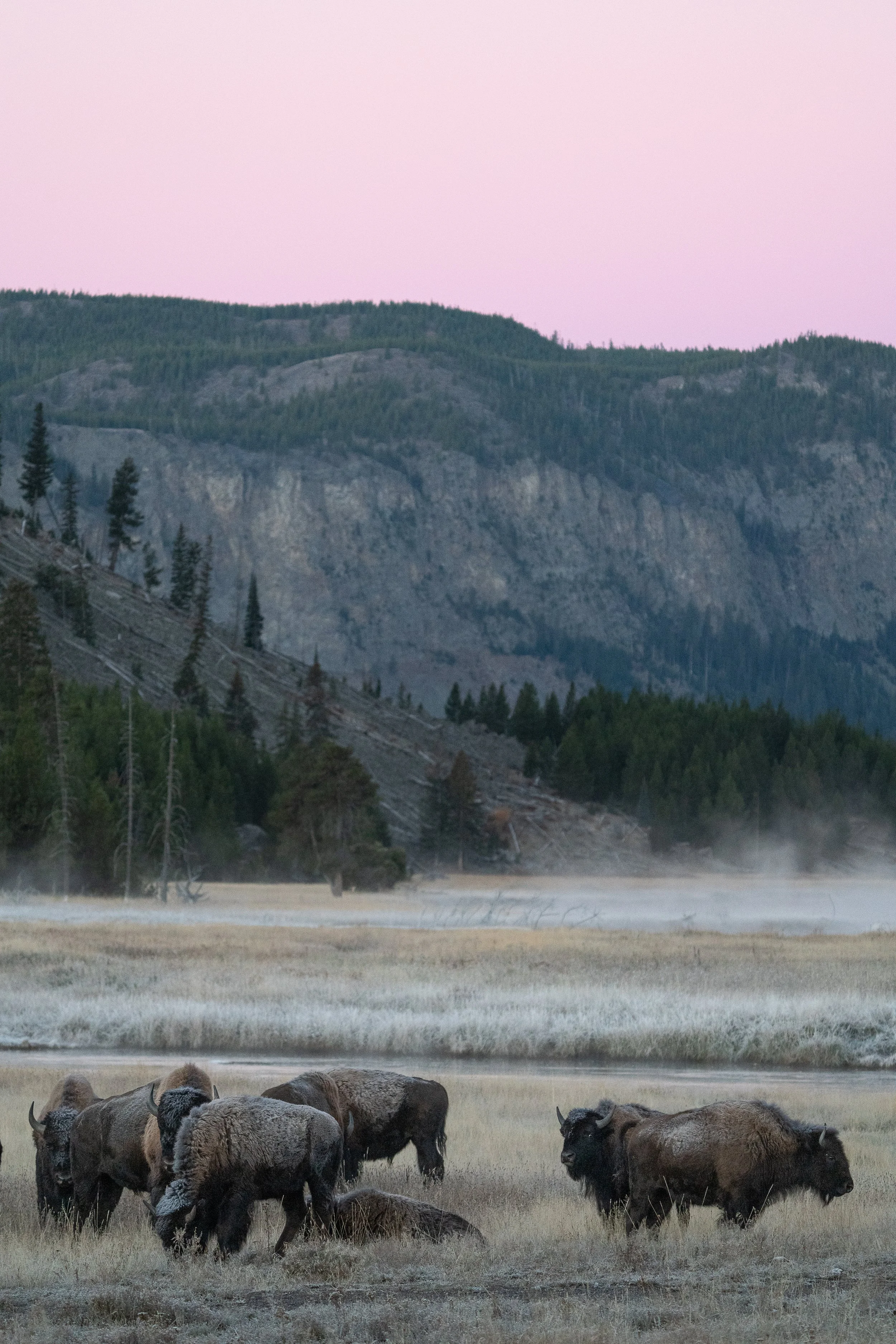 pink+bison+ssp.jpg