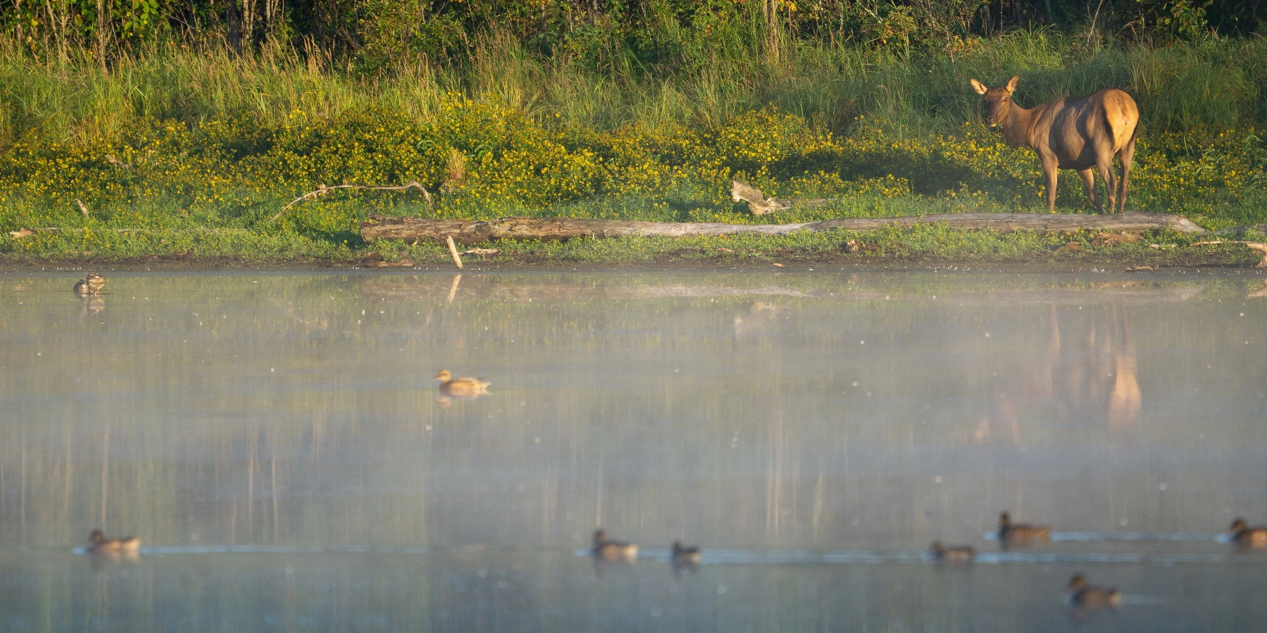 elk+island+ssp(1).jpg