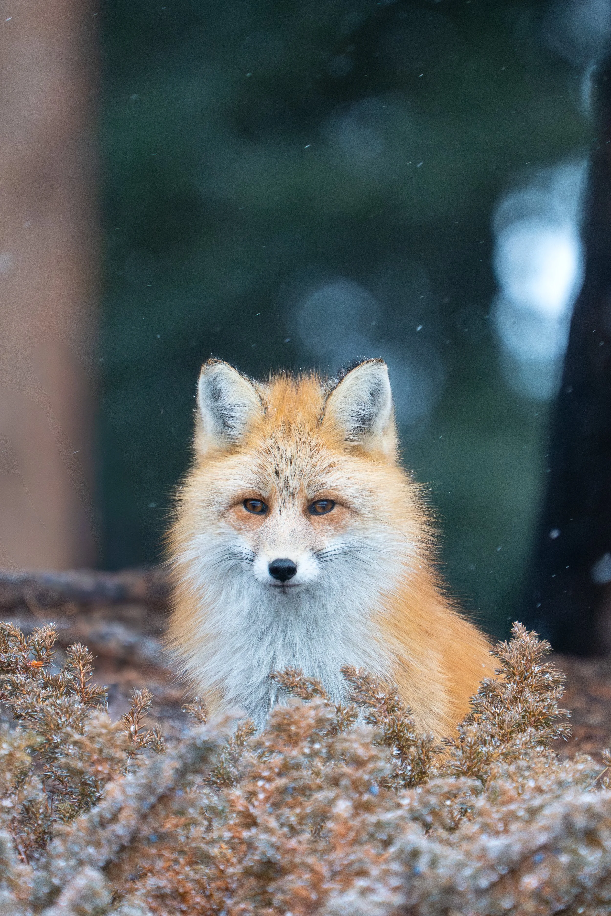 fox+close+ssp(1).jpg
