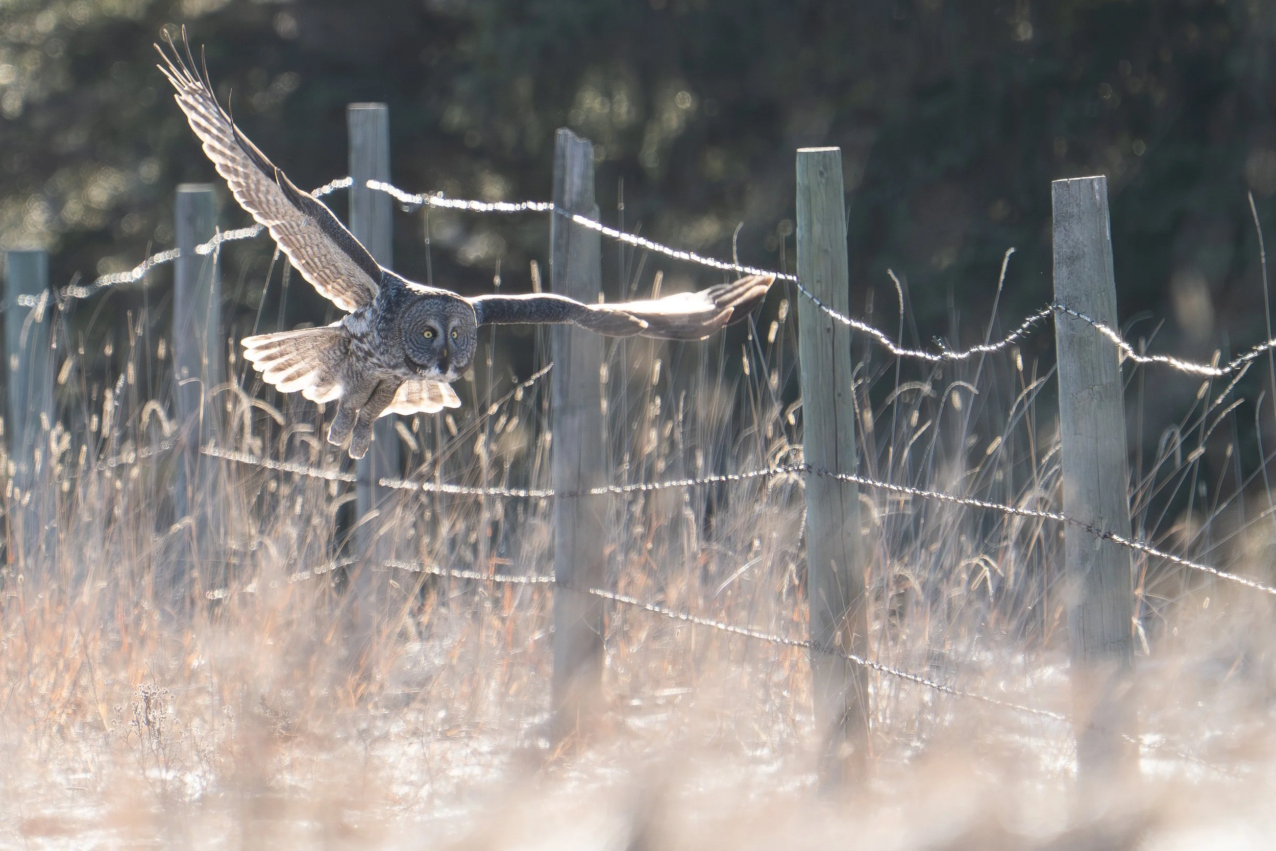 flight+owl+ssp(1).jpg
