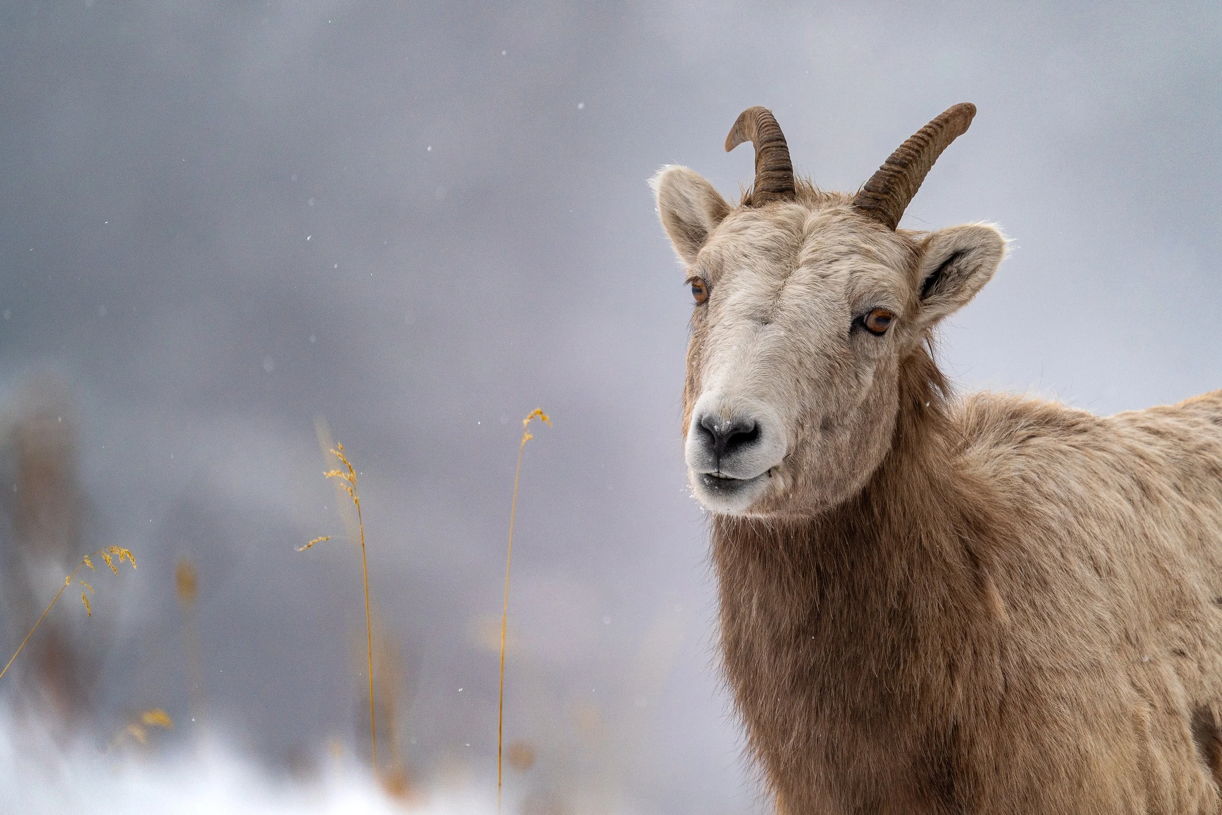 bighorn+march25+ssp(1).jpg