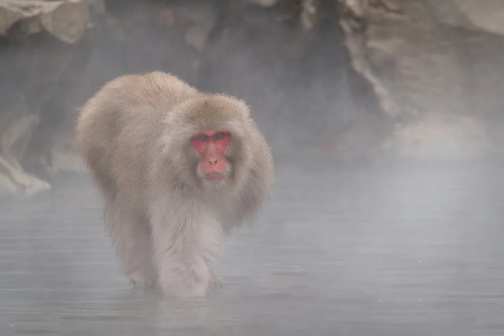 boss+monkey+ssp.jpg