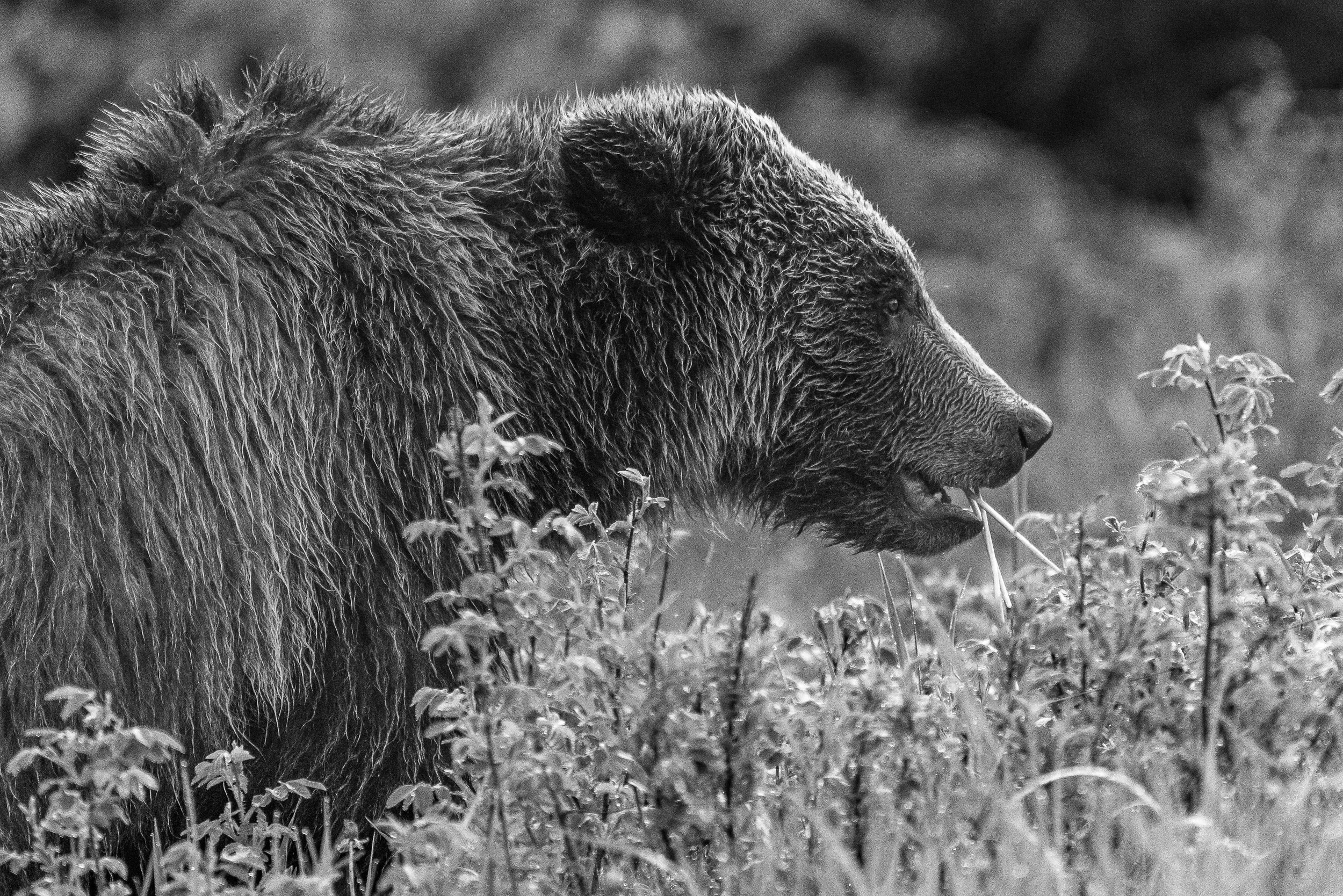 griz+bw+close+ssp(1).jpg