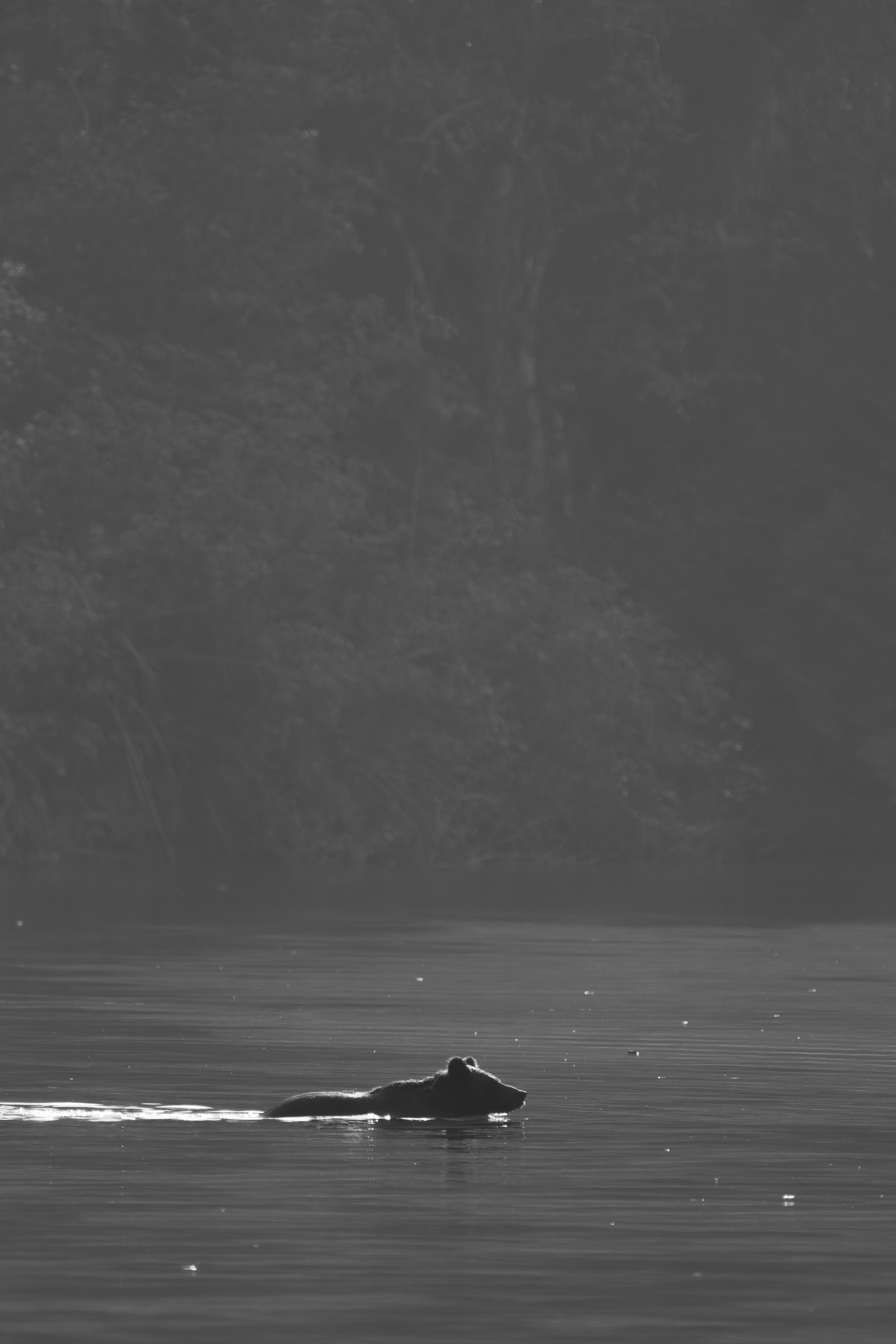 bear+light4+ssp.jpg