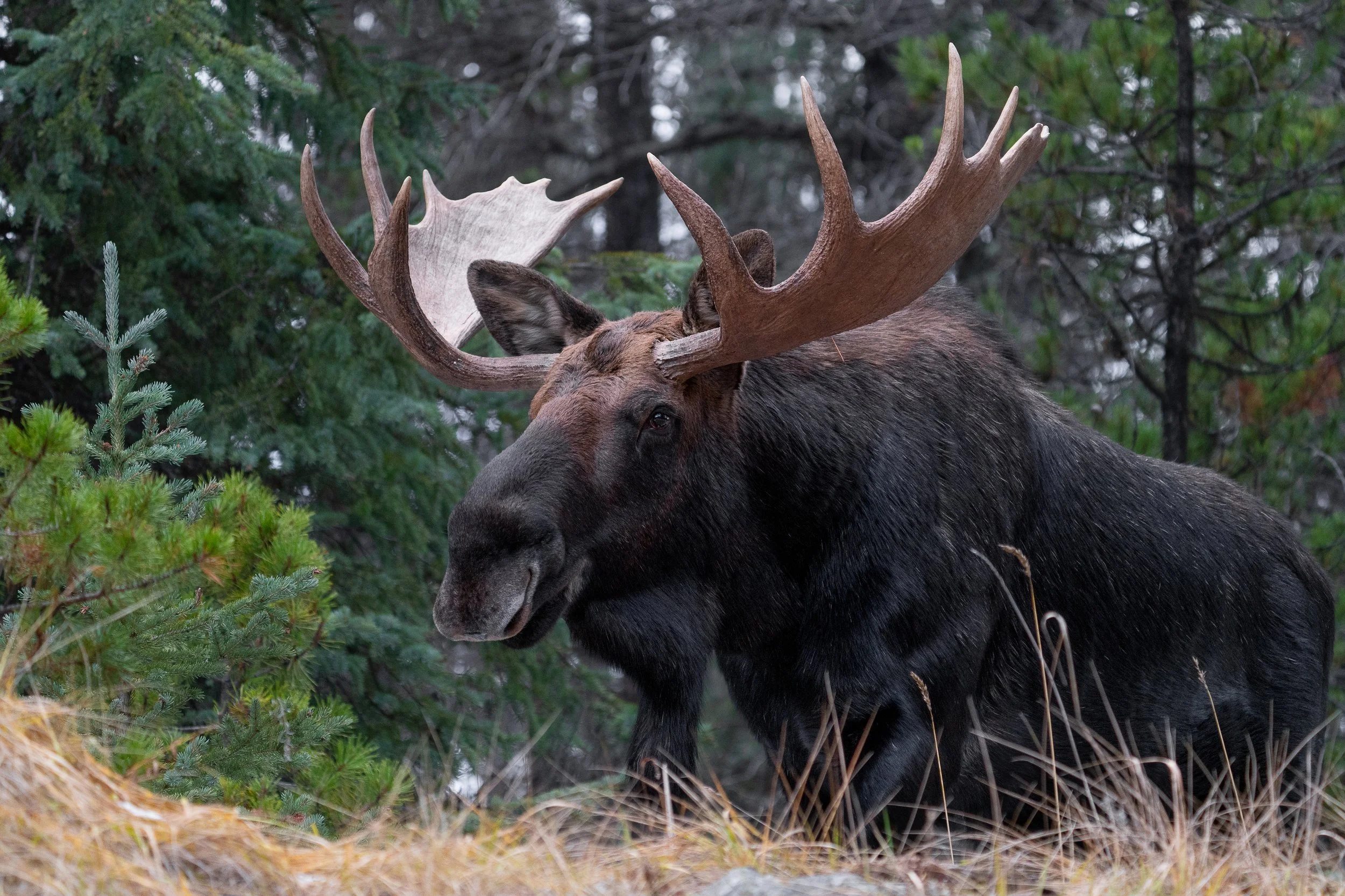 moose+majestic+ssp(1).jpg