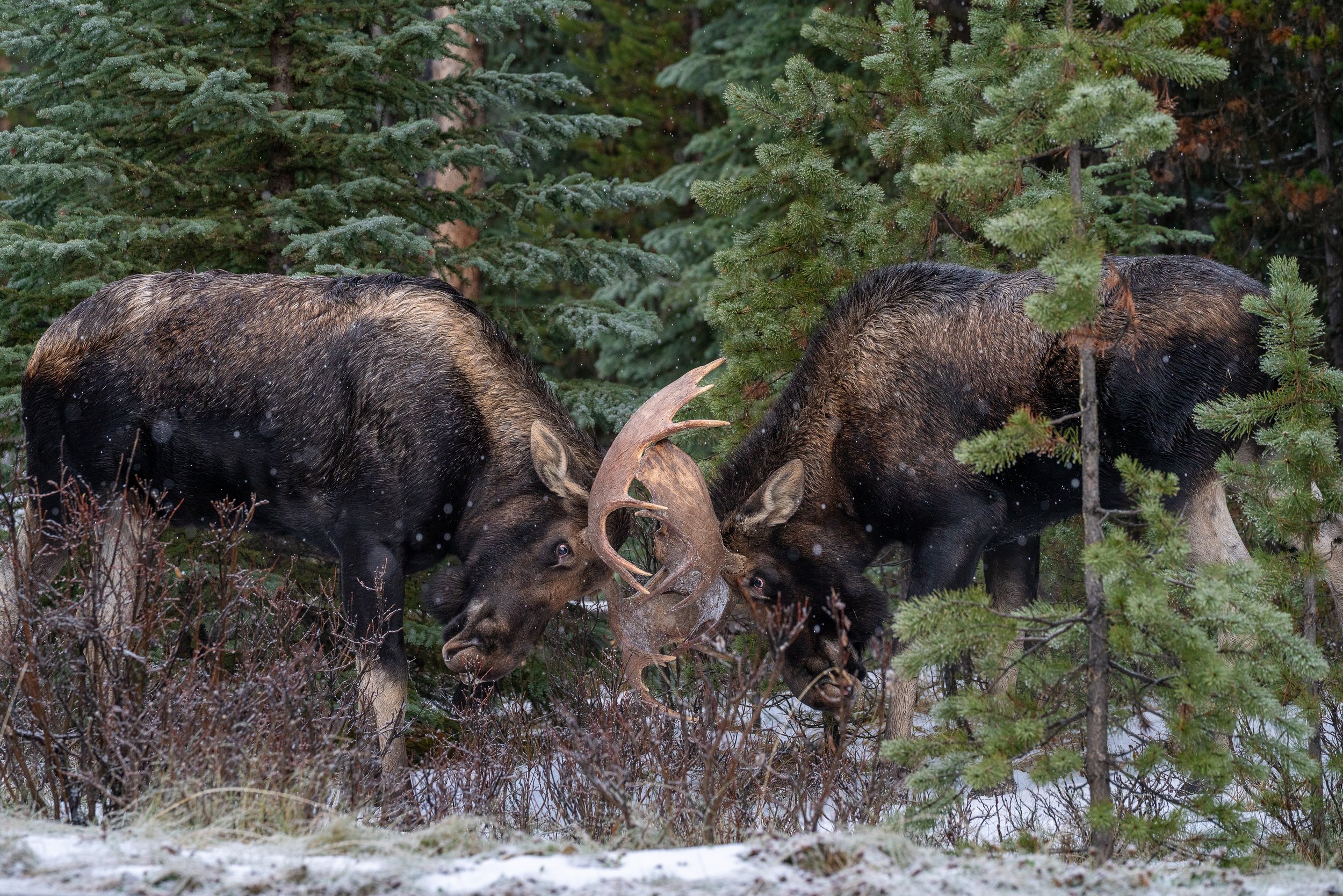 moose+scrap+ssp(1).jpg