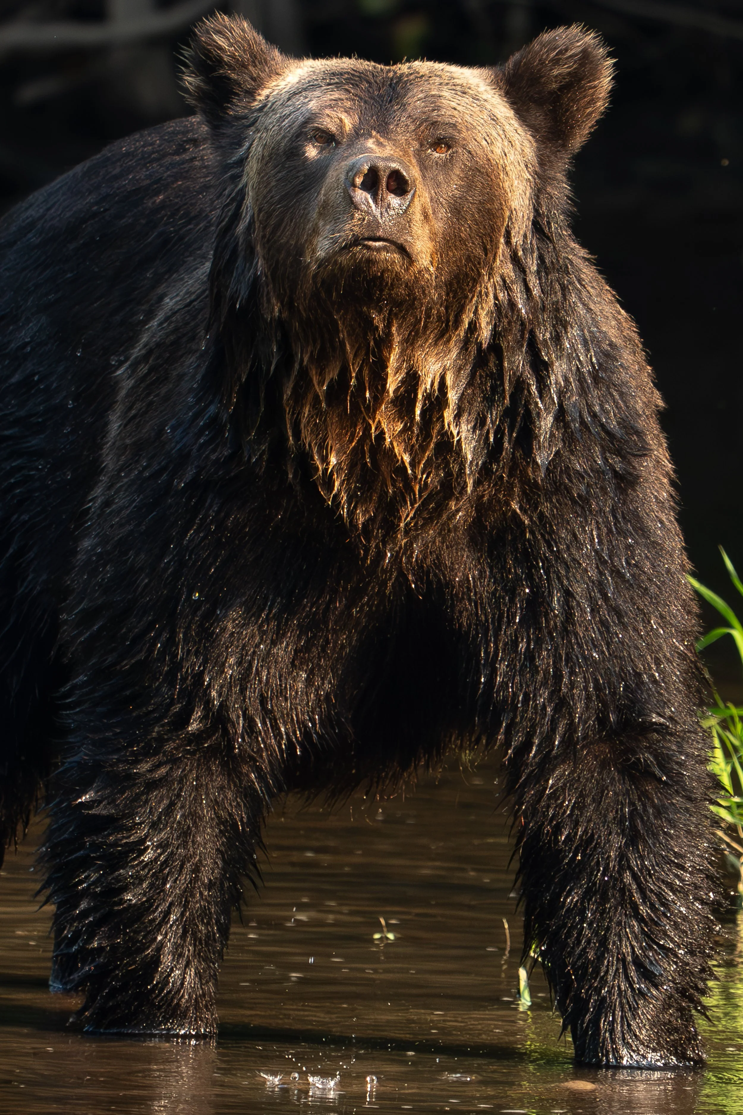 bear+light3+ssp.jpg