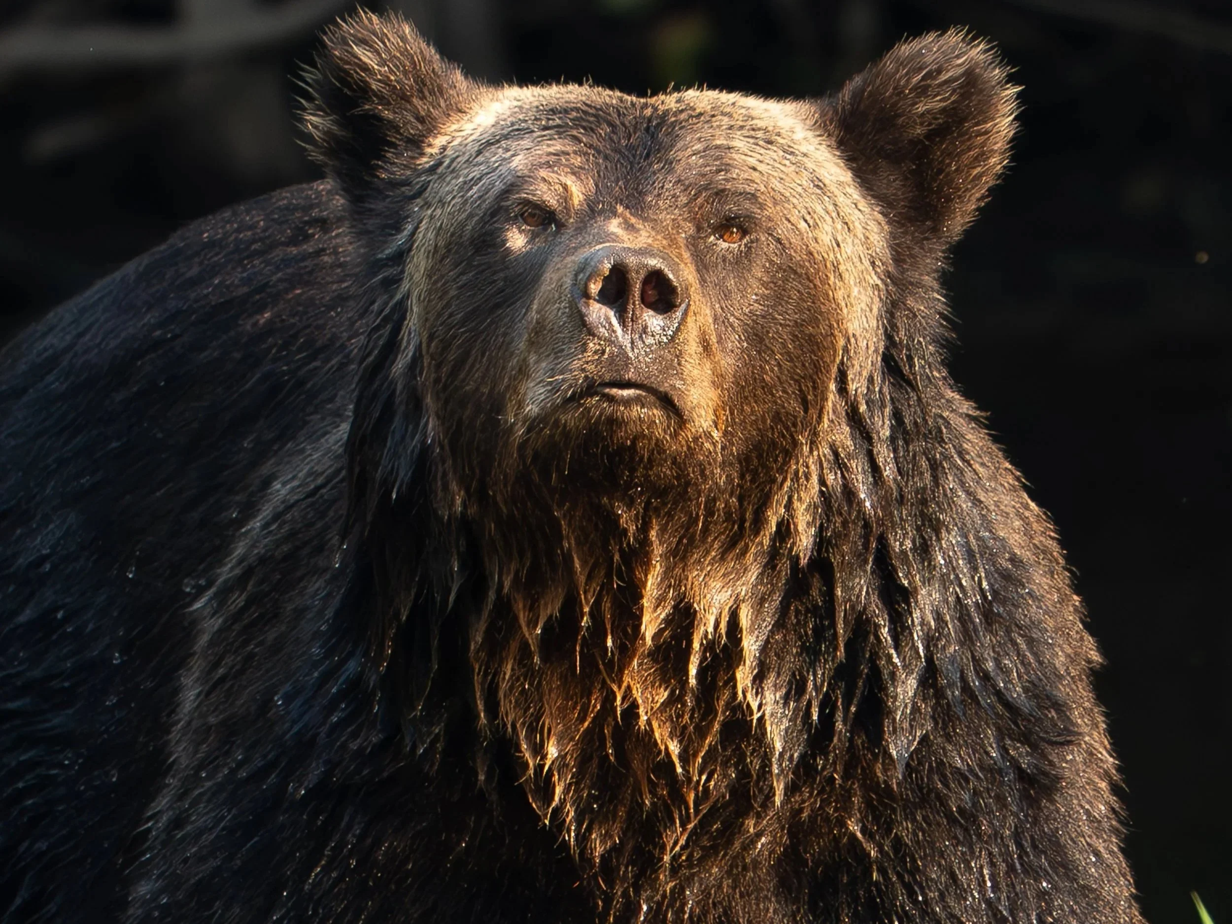 bear+light3+ssp.jpg