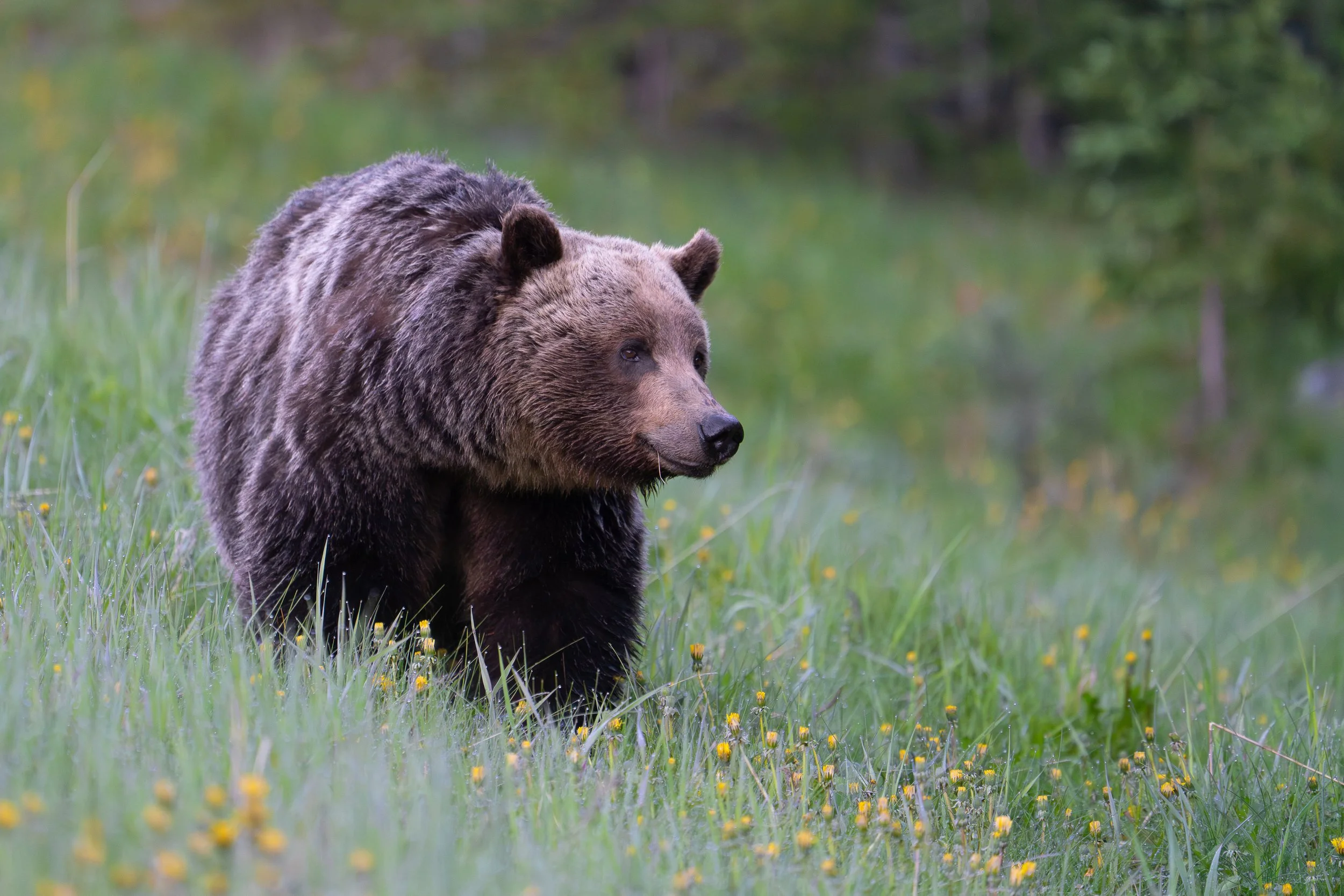 kcountry griz 2026.jpg
