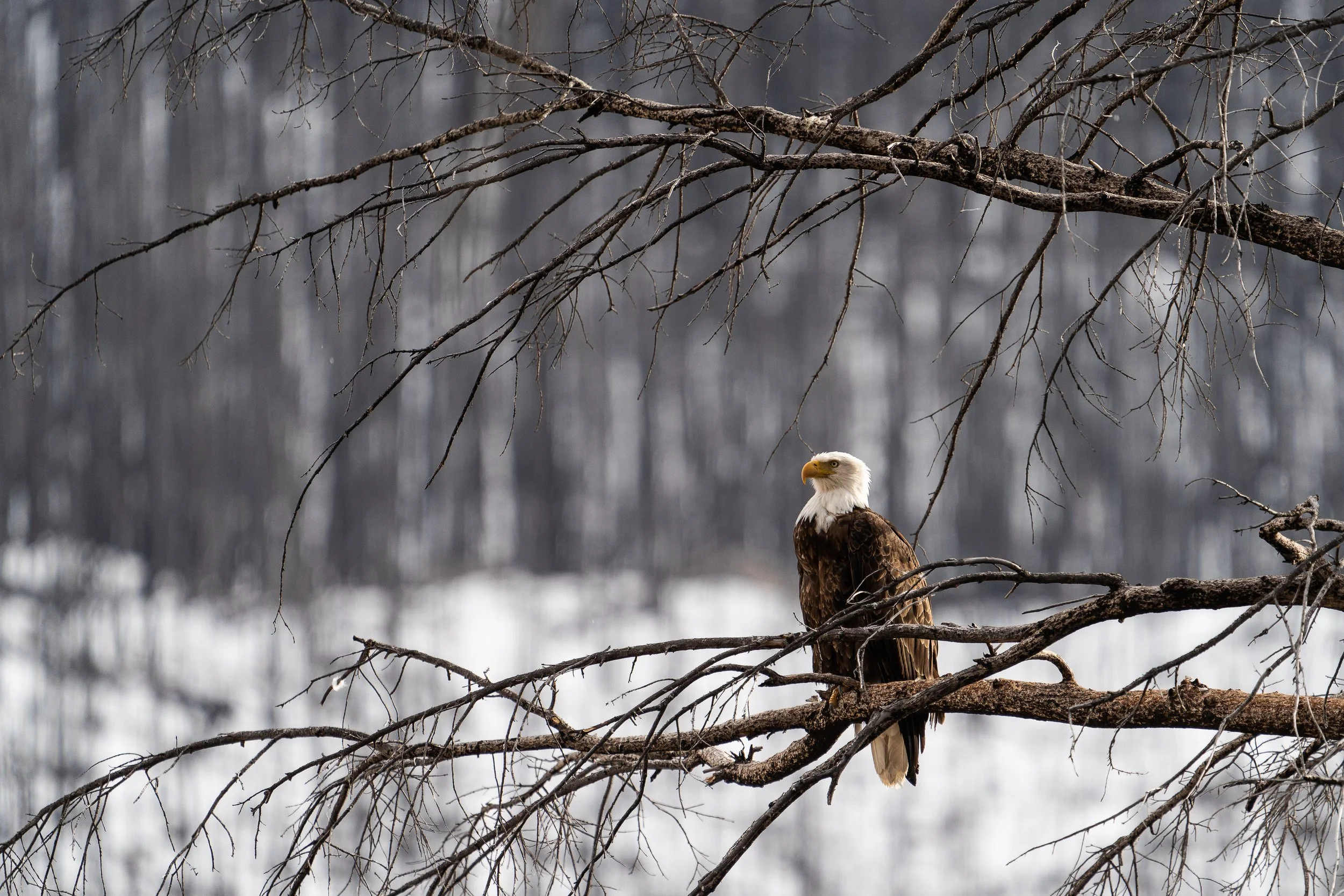 eagle+burn+Sspace(1).jpg