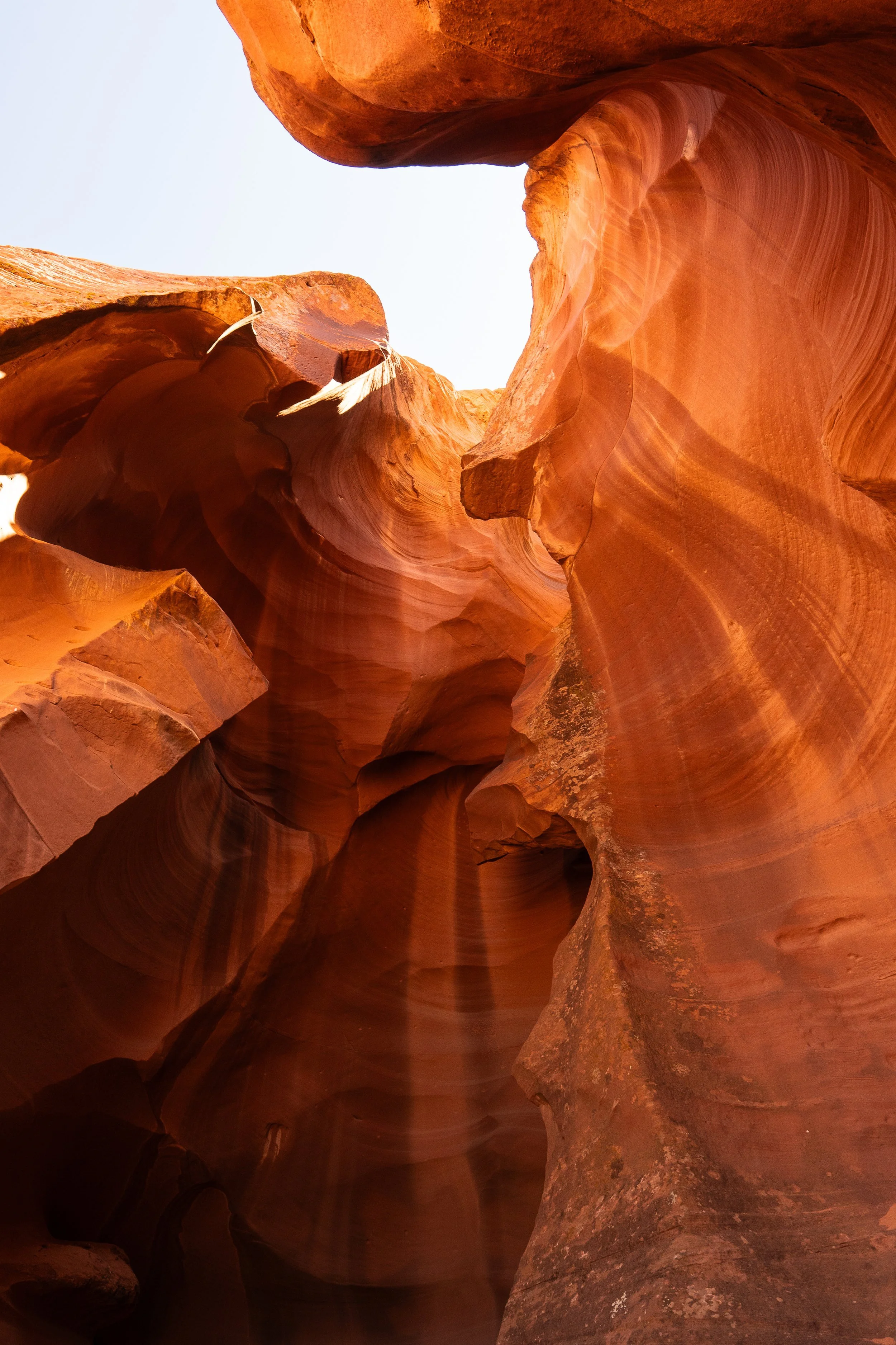 antelope1+ssp(1).jpg