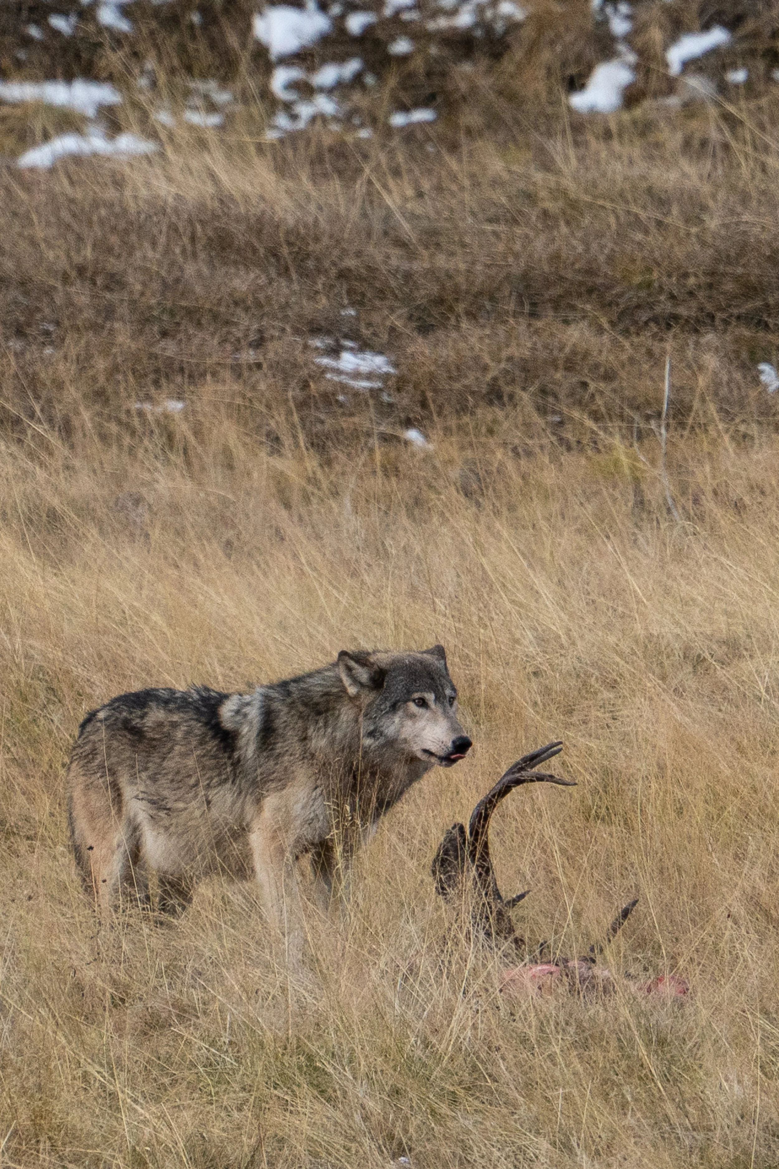 wolf+kill+3+ssp(1).jpg