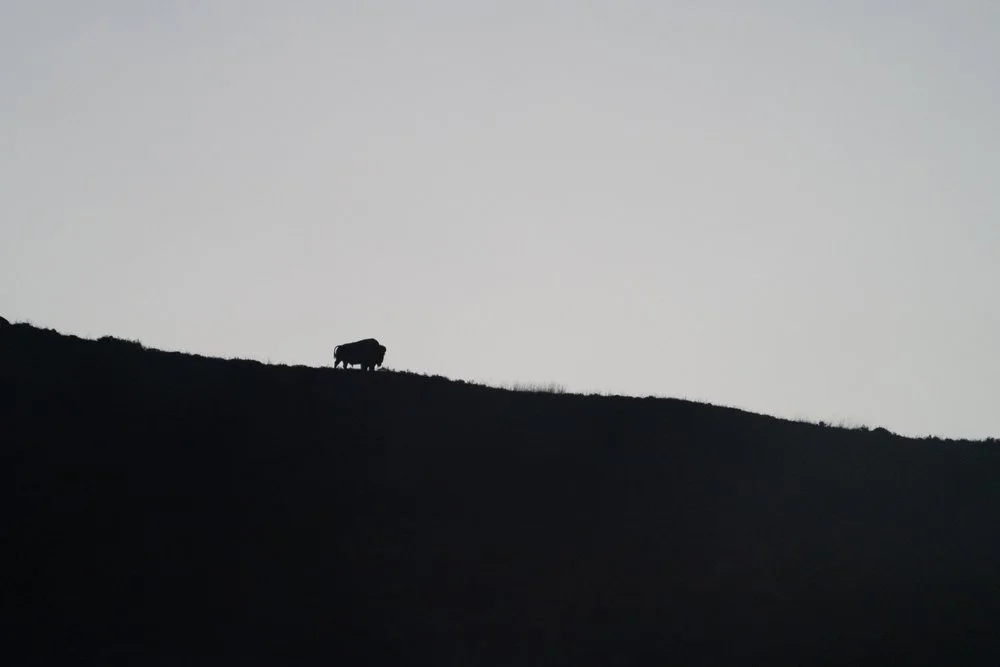 bison+horizon+2+ssp.jpg