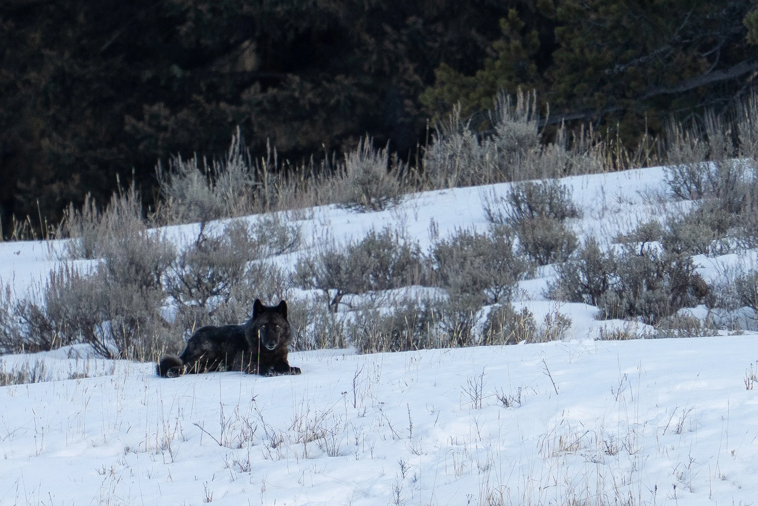 black+wolf+ssp(1).jpg