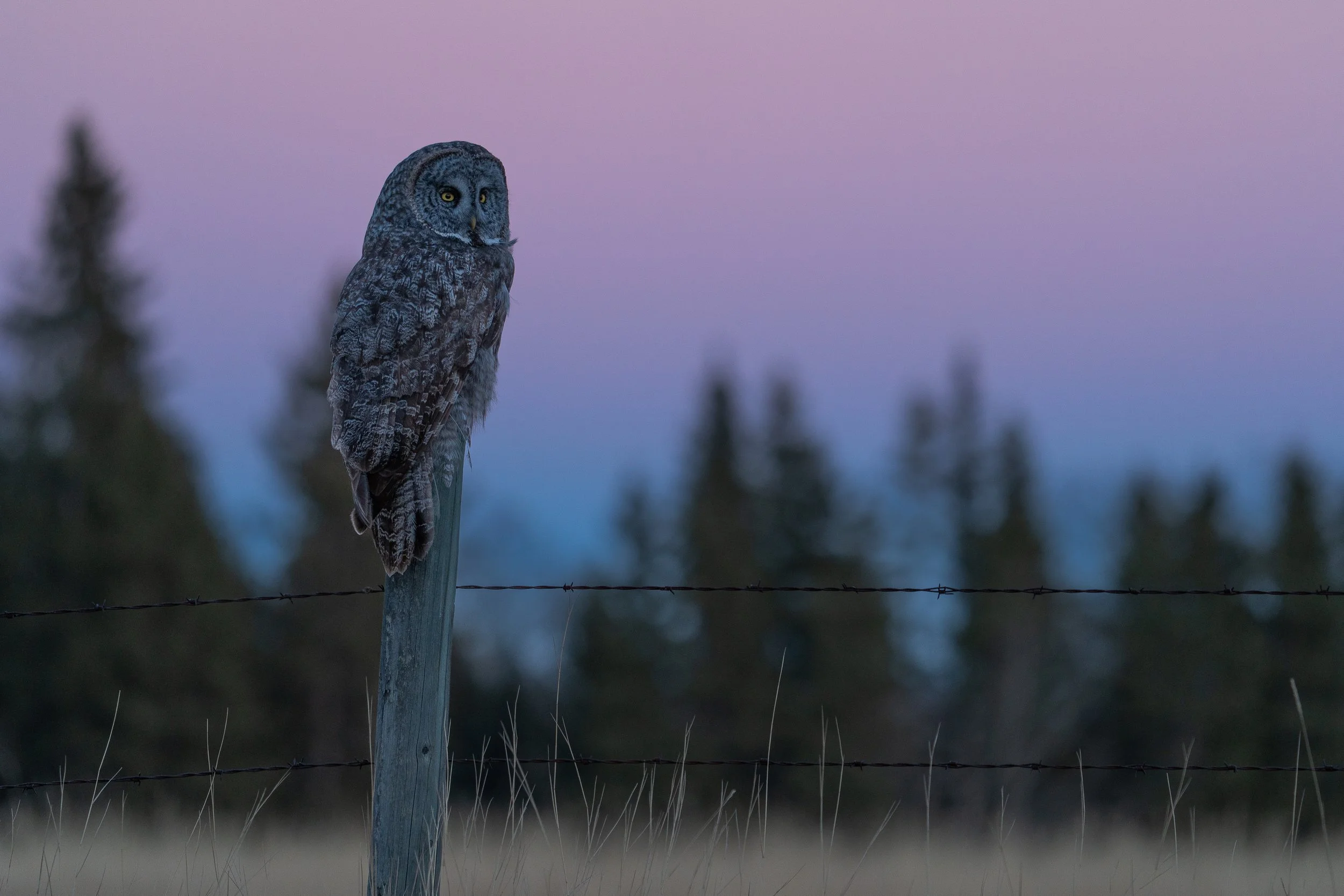 pink+owl+ssp(1).jpg