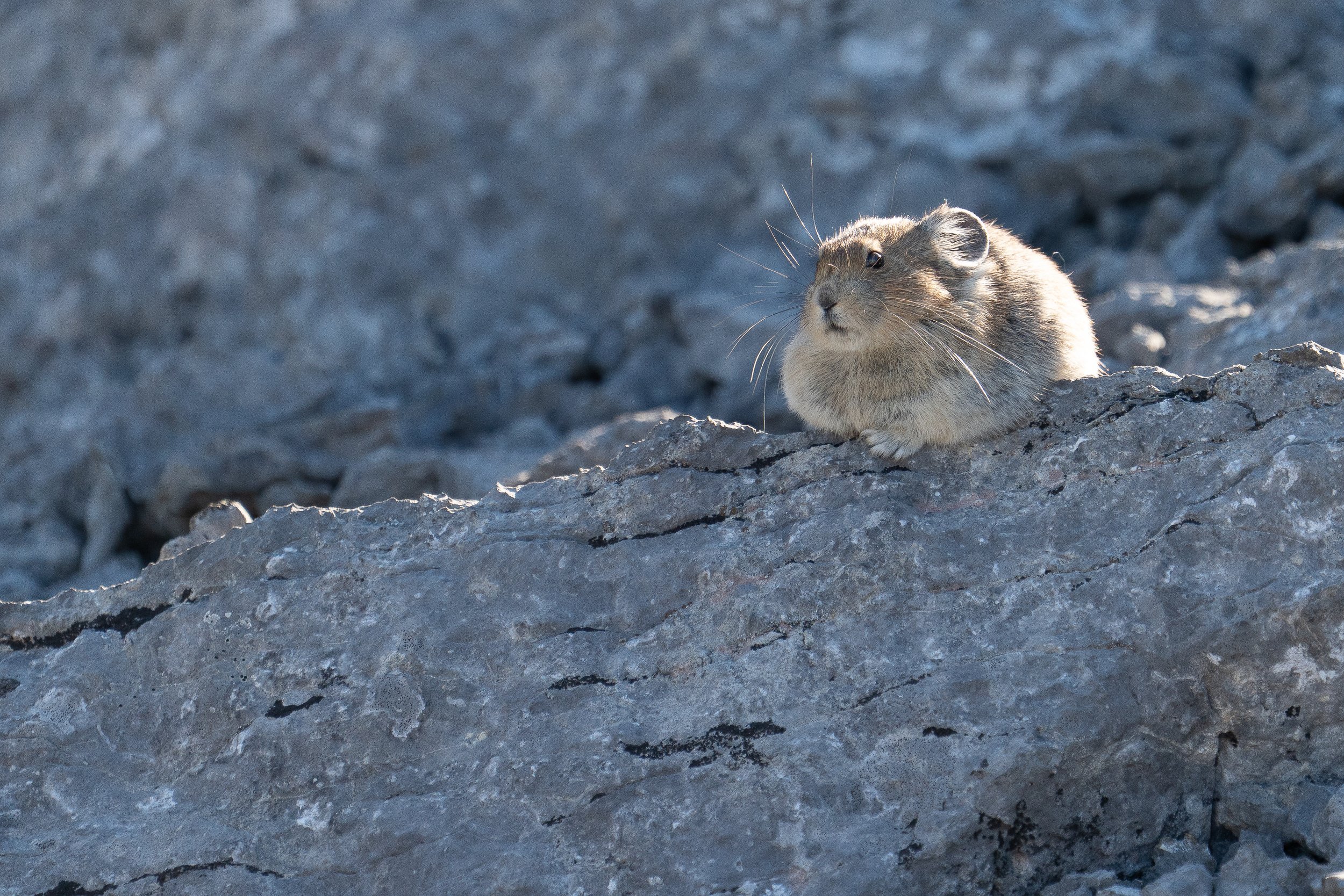 pika+ssp(1).jpg
