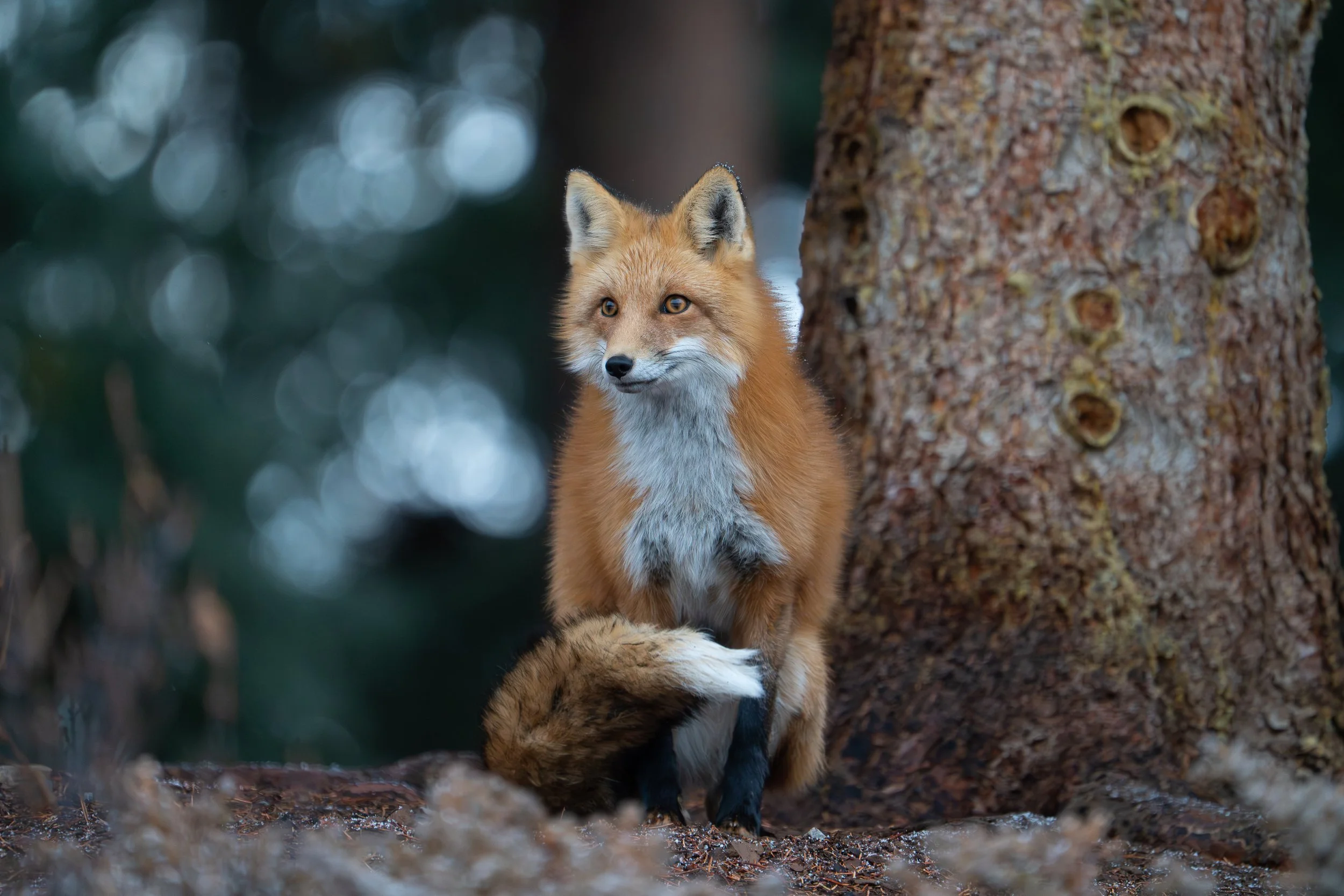 fox+tail+ssp(1).jpg