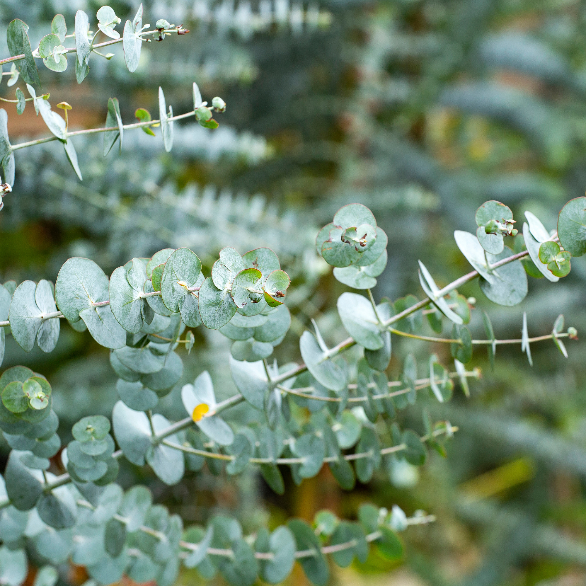 Eucalyptus fresh.png