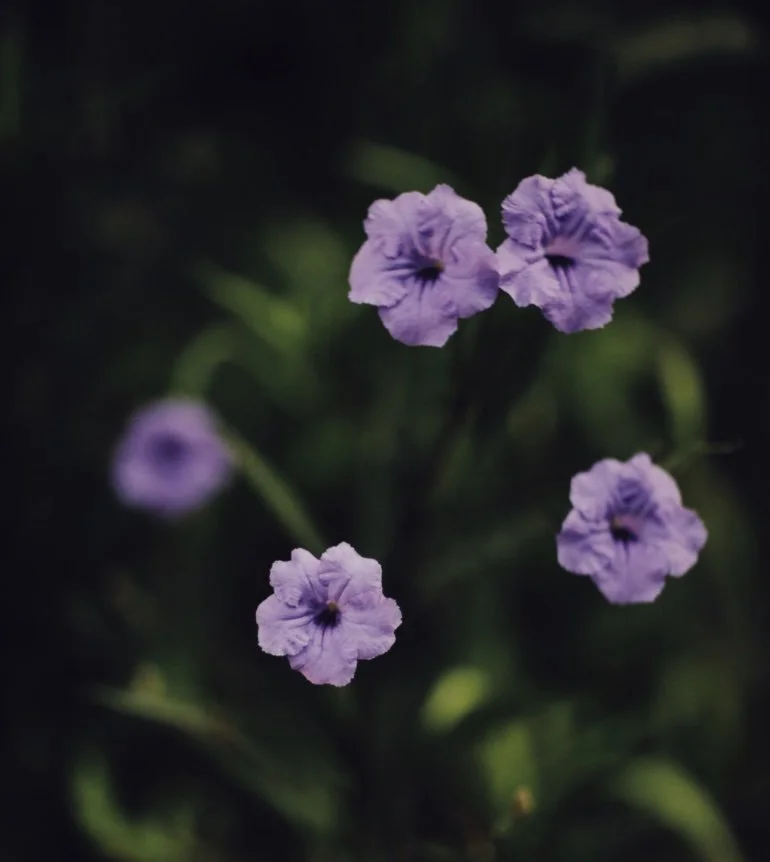 Personal Wishes Session