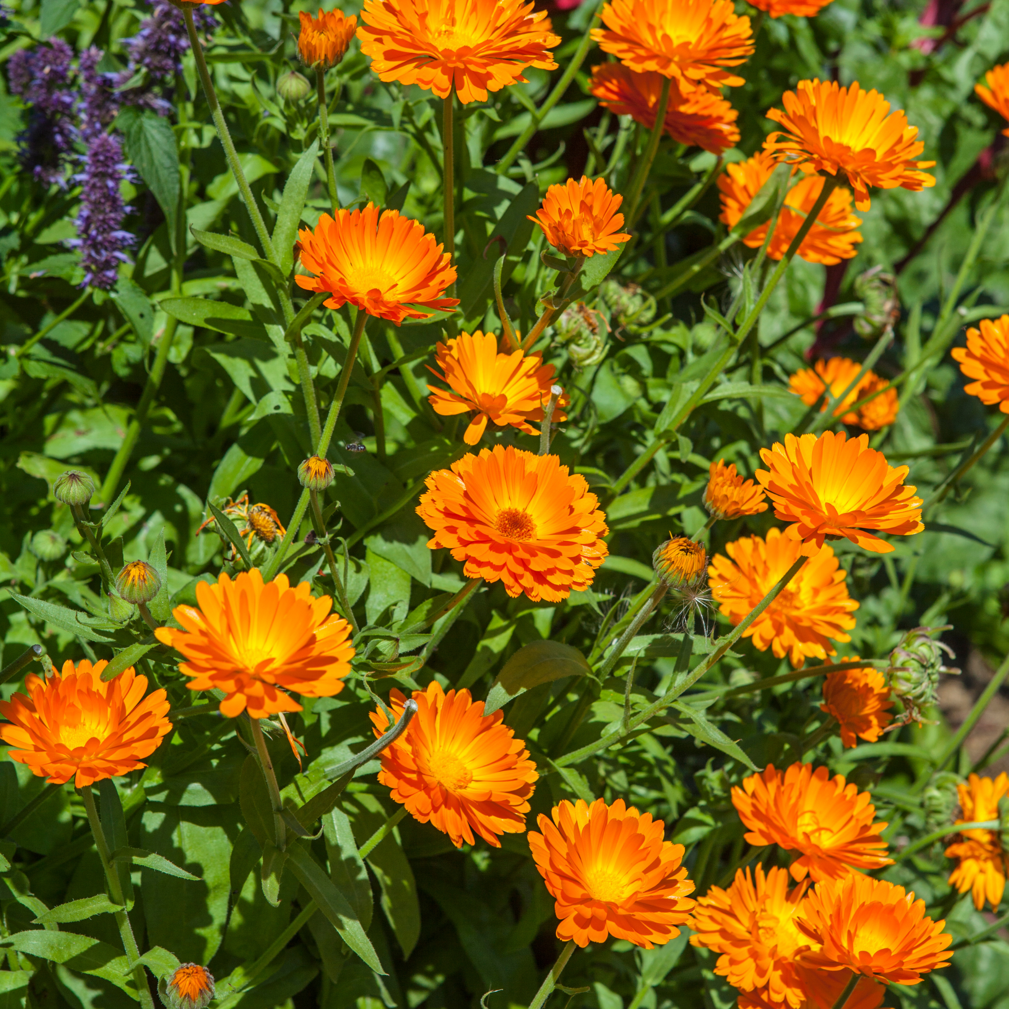 calendula fresh.png