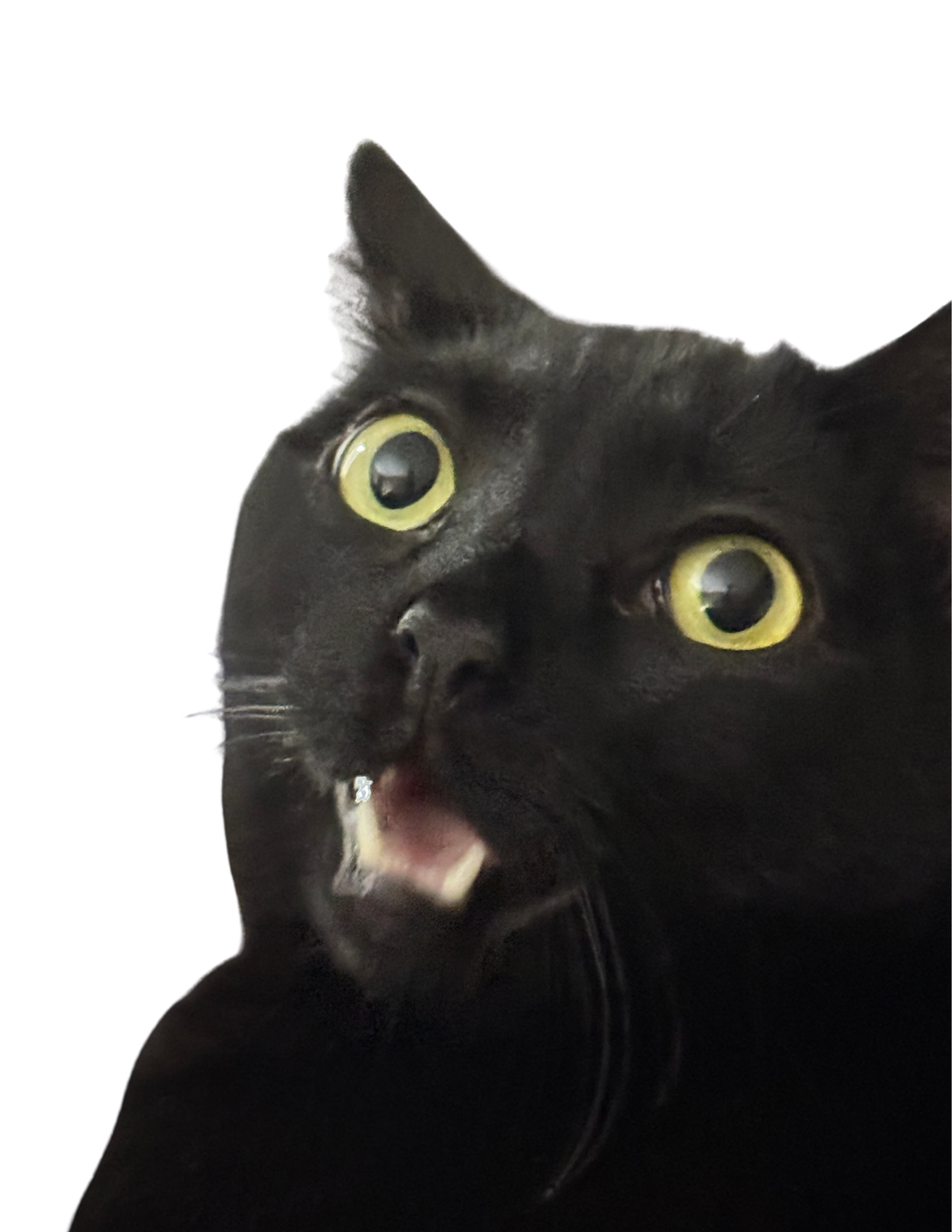 Close-up of a black cat with bright yellow eyes and an open mouth showing its teeth.