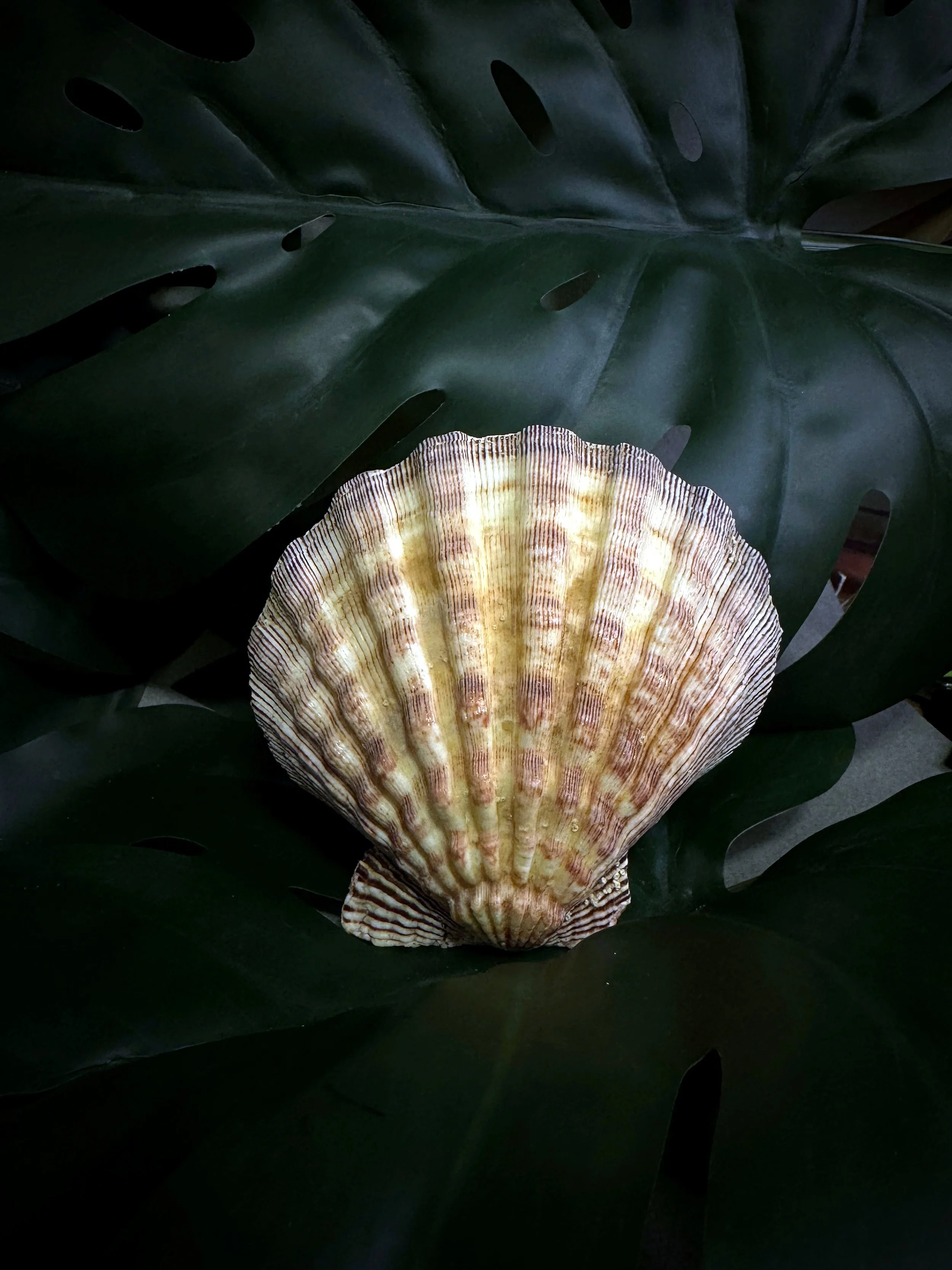 Conchas Marinas | Lion Paw Shell