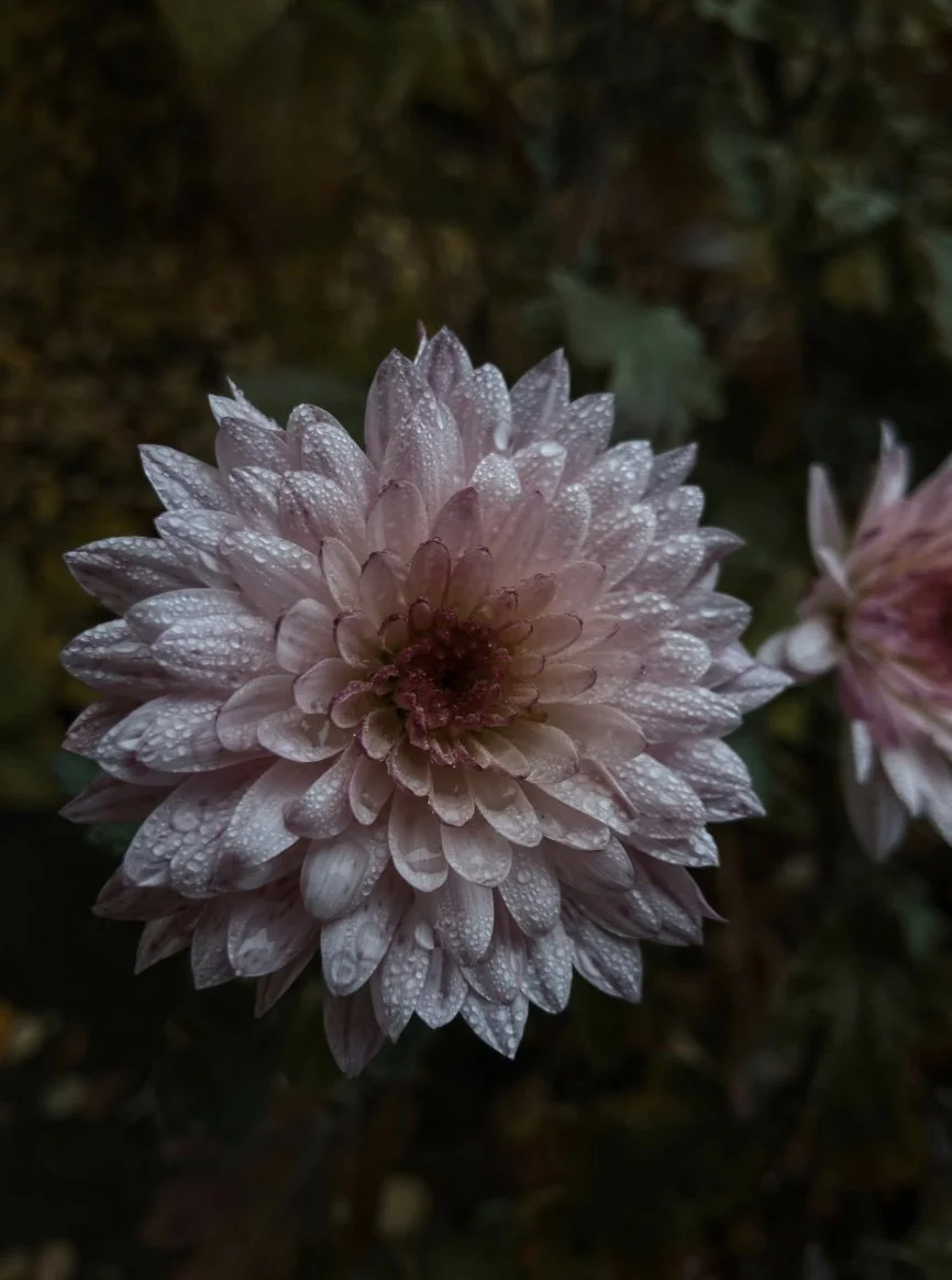 Compassionate Doula Support