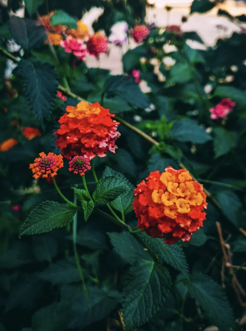 Family Support Session