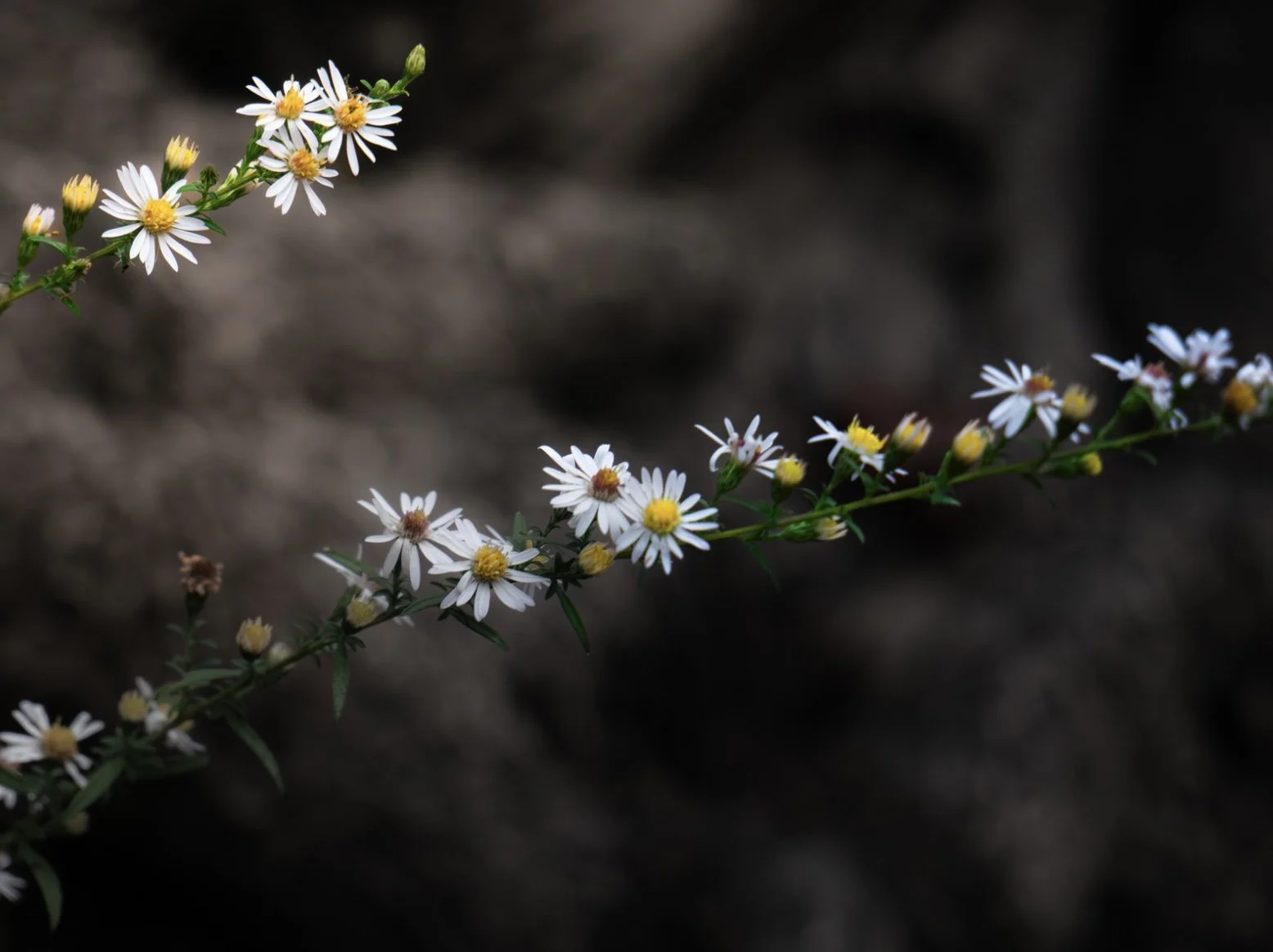 Ongoing Doula Support