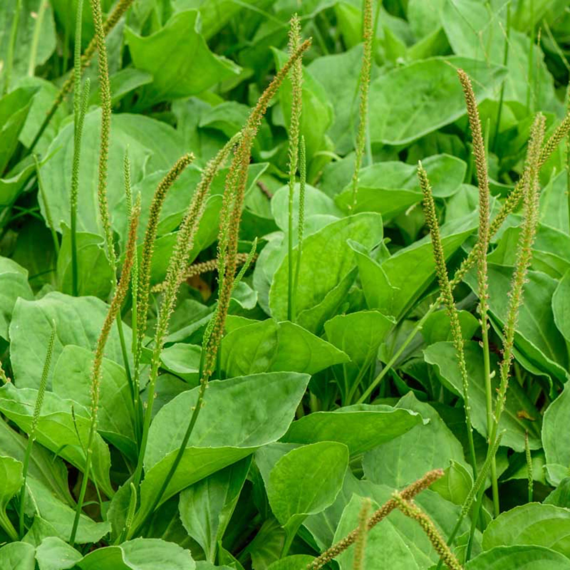 Plantain Fresh.png