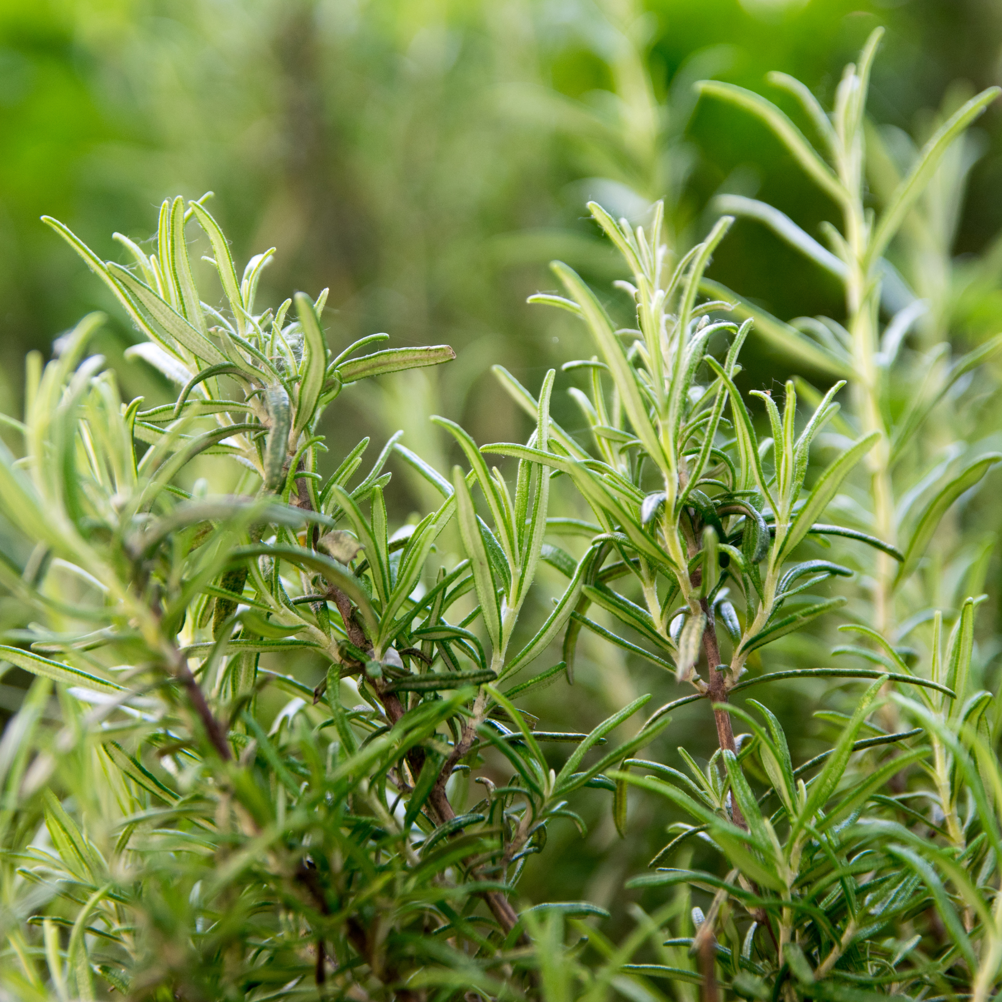 Eucalyptus fresh (4).png