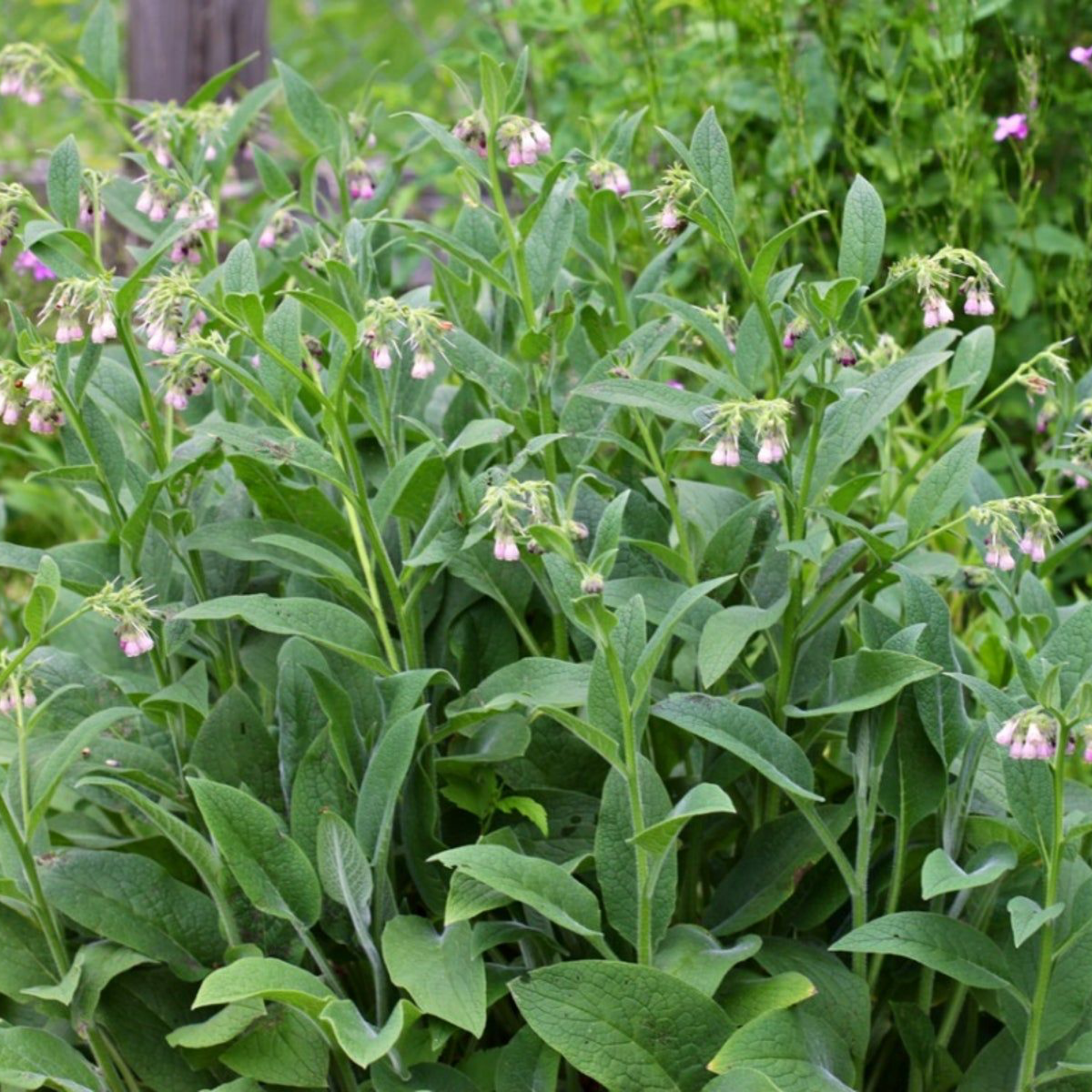 Comfrey fresh.png