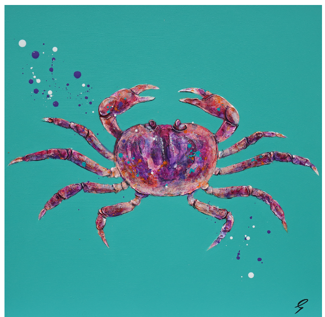 Purple Shore Crab