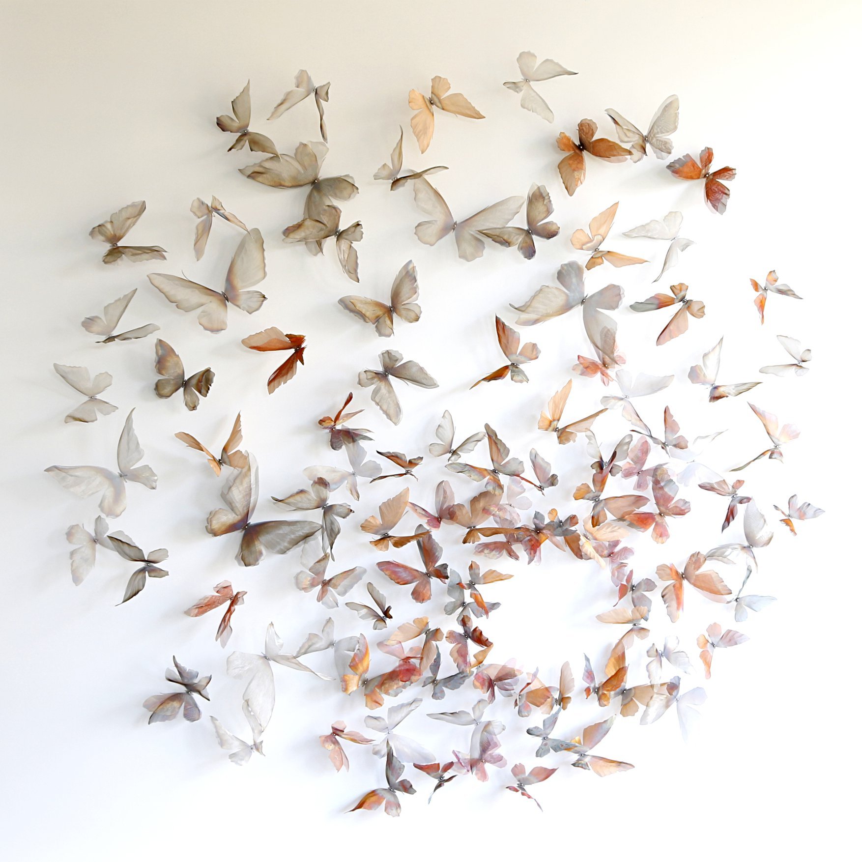 Butterflies.jpg