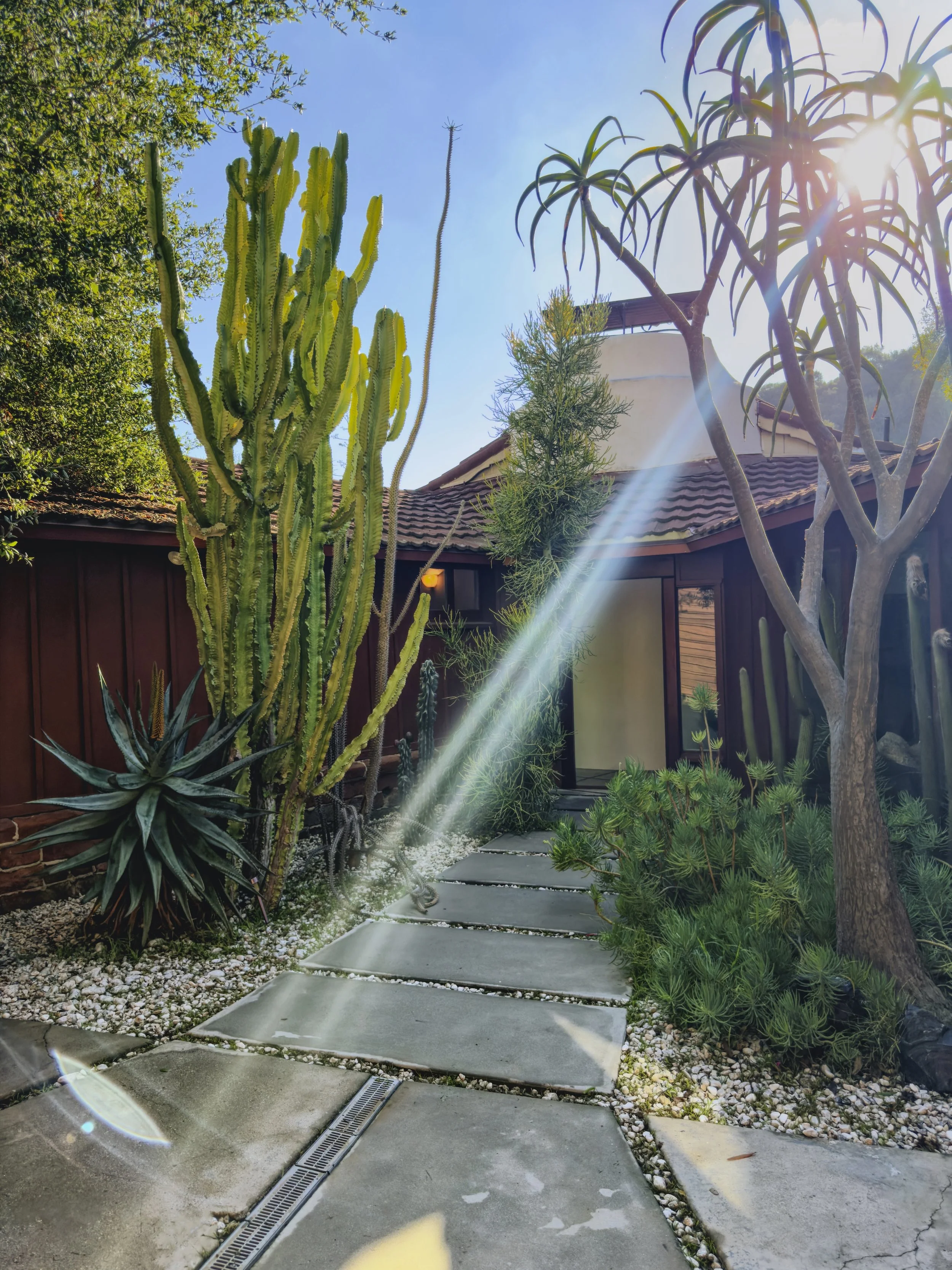 Sunny backyard garden path with large cactus and various green plants, sun rays shining through trees, and a house with a patio in the background.