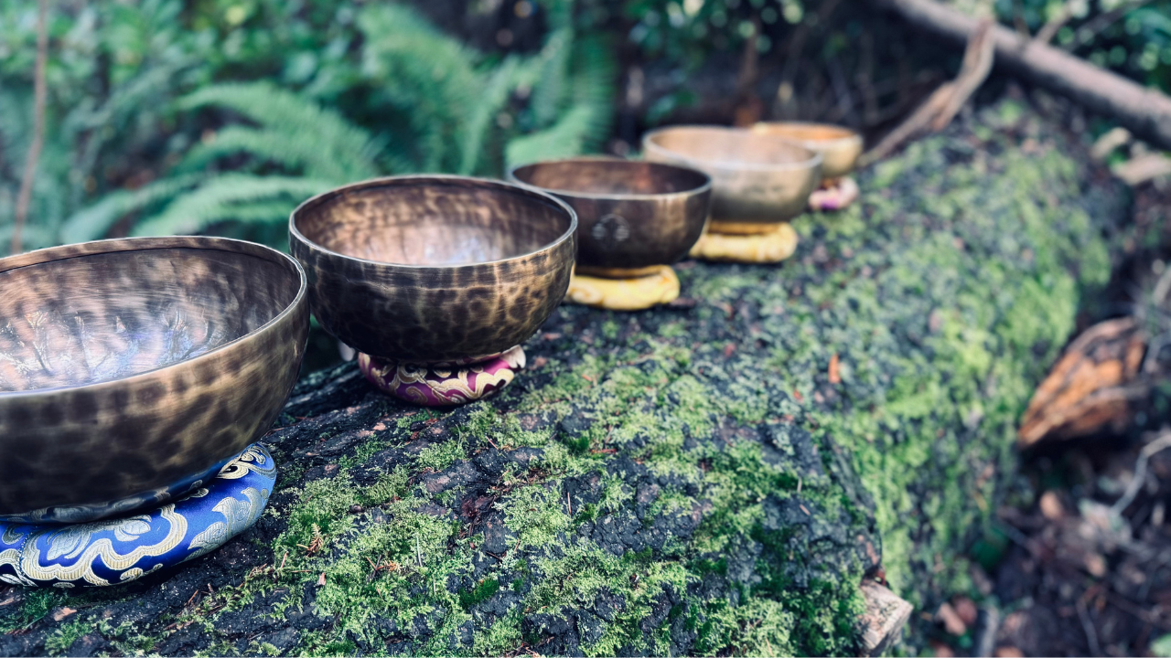 a collection of Himalayan and Tibetan singing bowls sitting on a fallen tree in rainforest