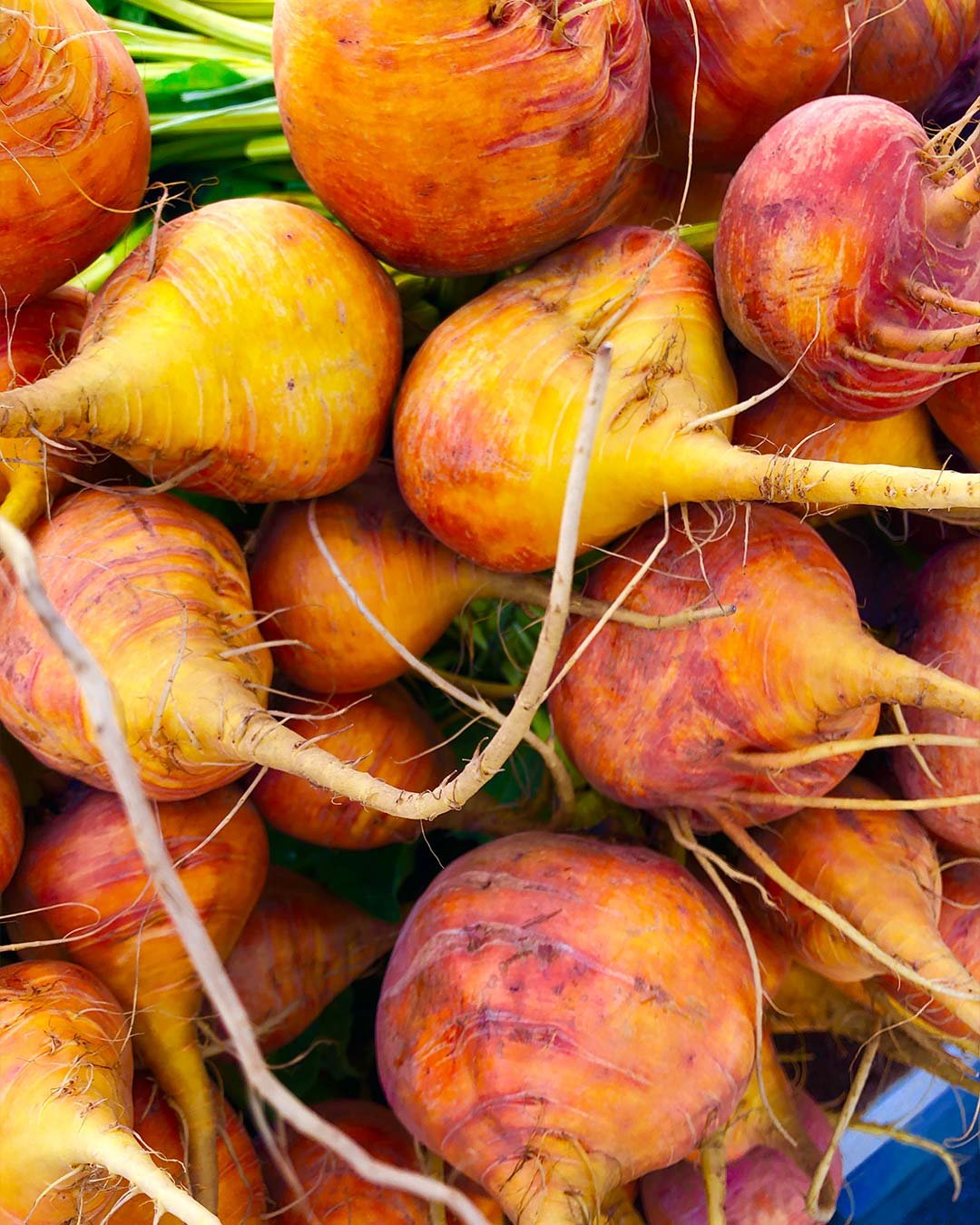 Close-up of fresh carrots with orange and yellow colors, some with green tops, piled together.